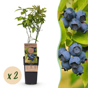 Vaccinium corymbosum Patriot - Bosbes - Winterhard - Blauwe Bes - 2 Planten - Pot 15cm - Hoogte 50cm