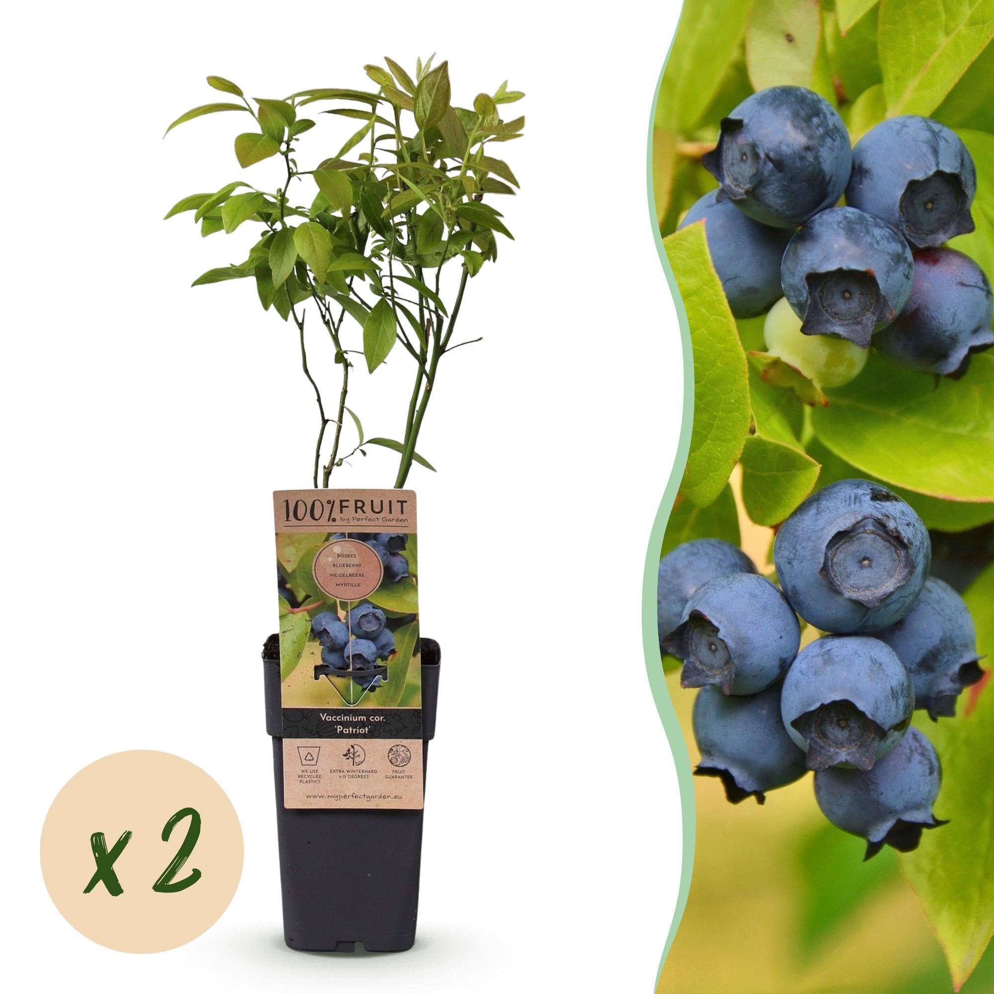 Vaccinium corymbosum Patriot - Bosbes - Winterhard - Blauwe Bes - 2 Planten - Pot 15cm - Hoogte 50cm