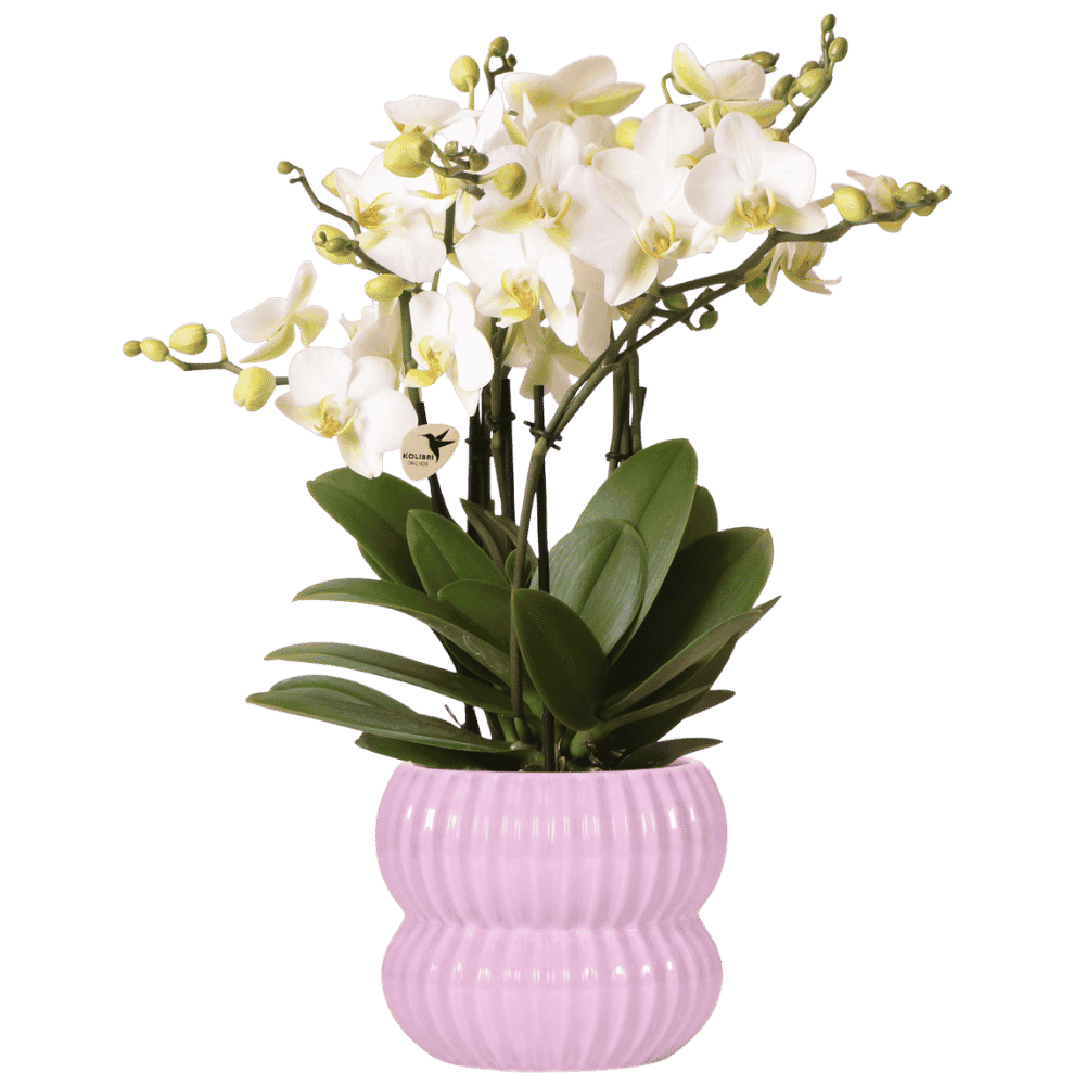 Kolibri Orchids | Witte Lausanne orchidee + Horizon sierpot roze – potmaat Ø12cm