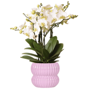 Kolibri Orchids | Witte Lausanne orchidee + Horizon sierpot roze – potmaat Ø12cm