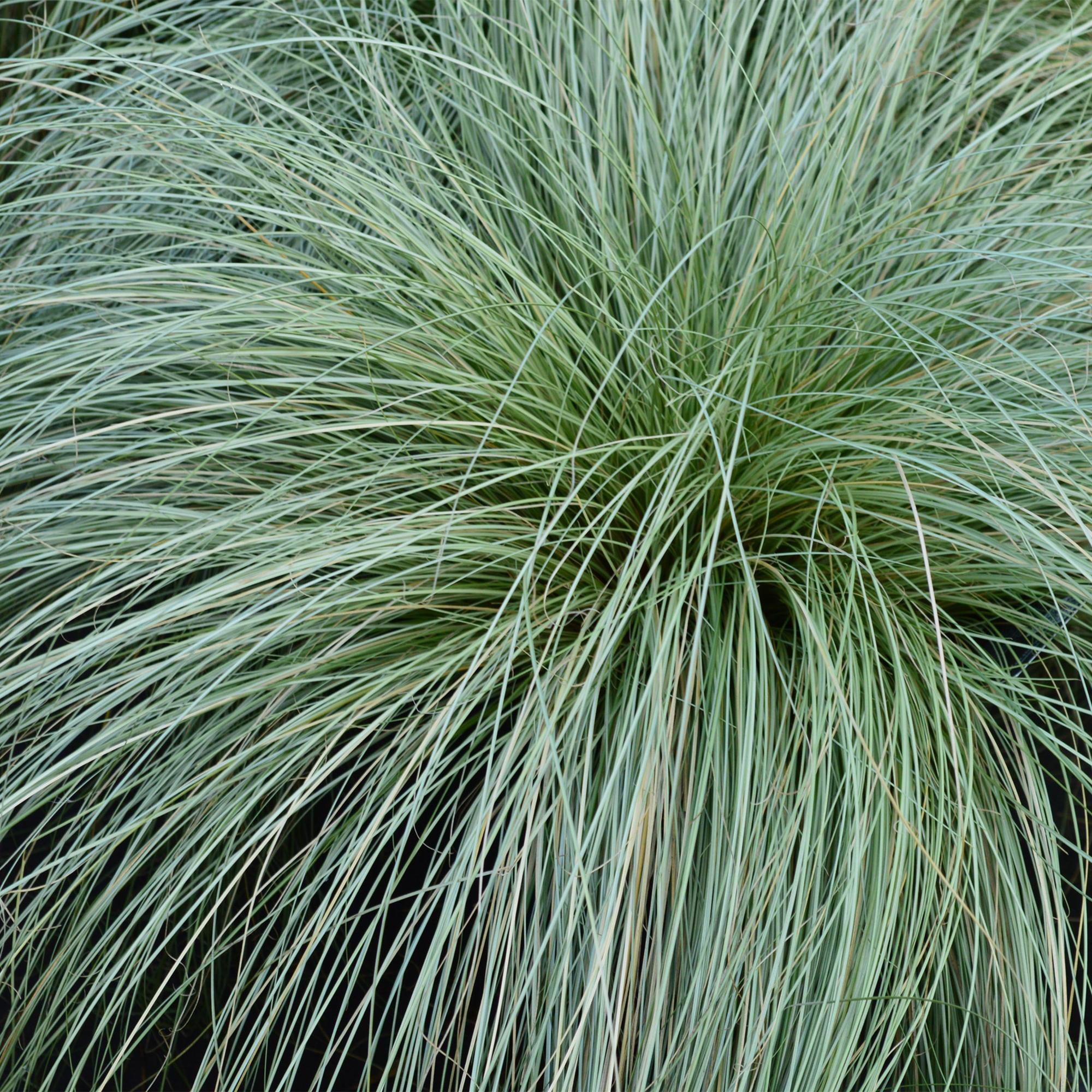 Carex comans Frosted Curls - Groen - 4 Planten - Bladhoudend - Weinig Onderhoud - Pot 17cm Hoogte 50cm