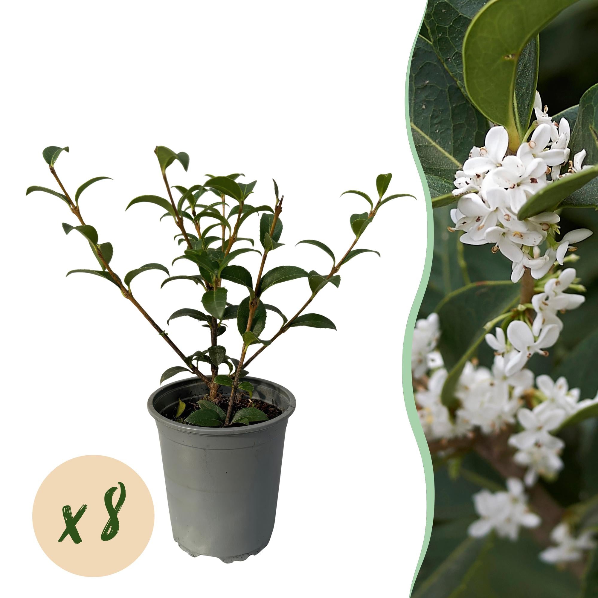 Osmathus burkwoodii - blad groen - 8 planten - 1 strekkende meter - groenblijvend - pot 9cm hoogte 25-30cm