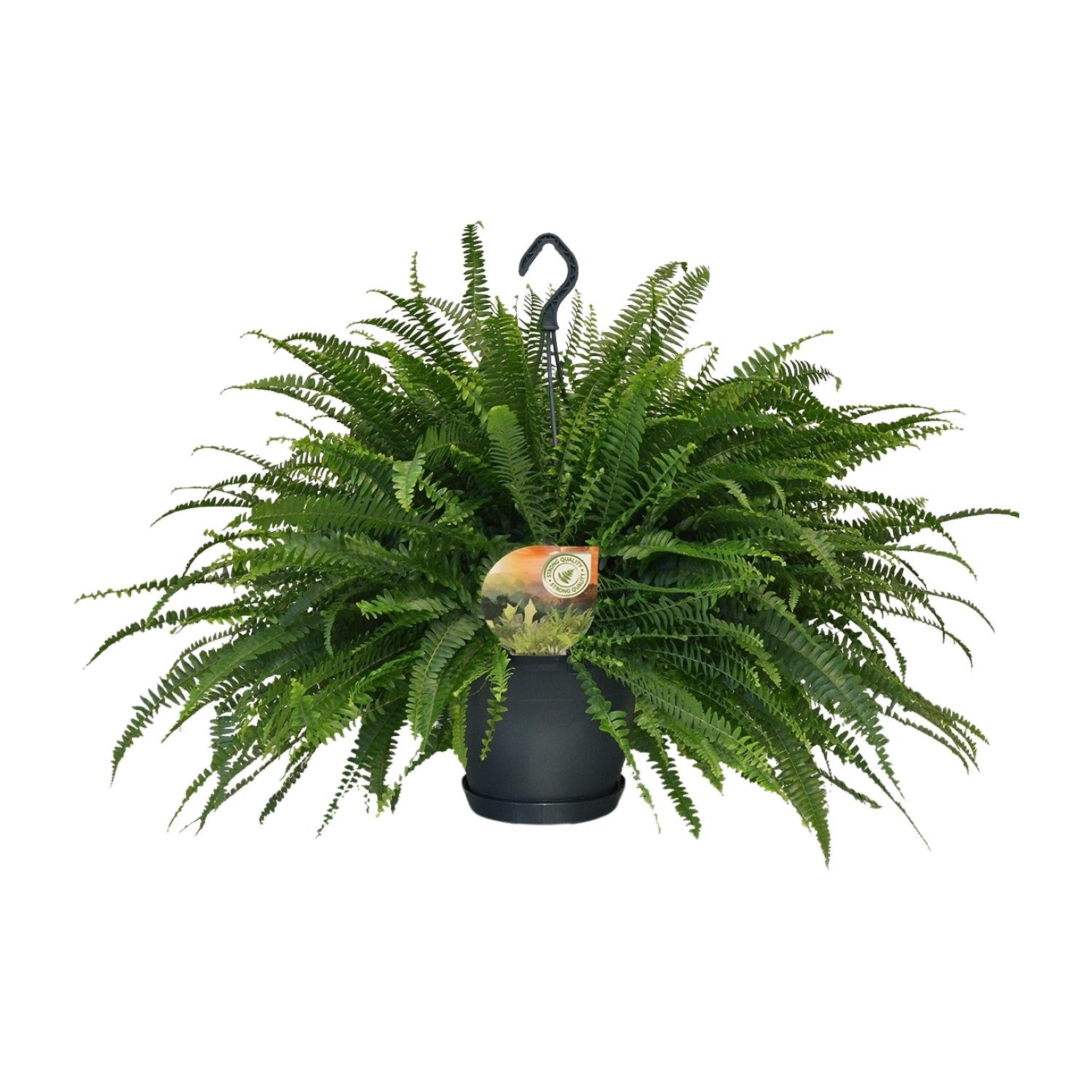Nephrolepis Dame Verte - Ø20cm - ↕60cm