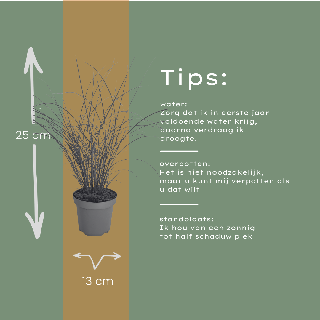 6x Miscanthus sinensis ‘Gracillimus’ – Elegant prachtriet met sierlijk overhangend blad | Potmaat 12 cm