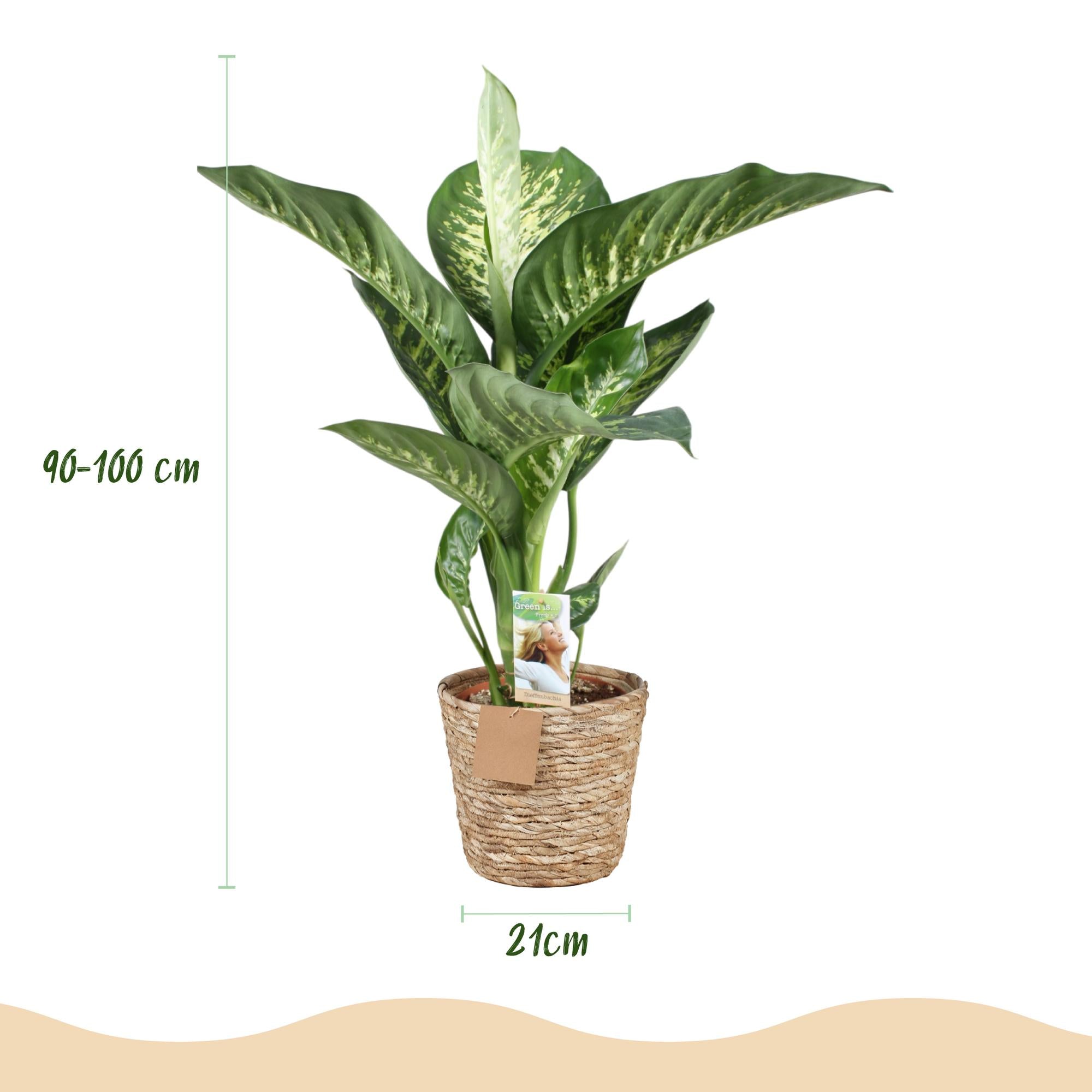 Diefenbachia Tropic Snow - Weinig onderhoud - met mand - Groen - 1 Plant - Pot 21cm - Hoogte 90-100cm