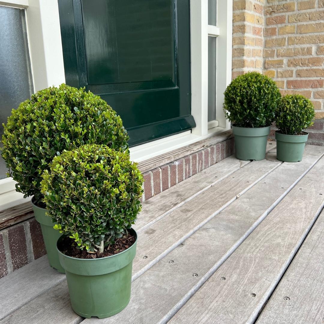 1x Ilex crenata 'Jenny' Kugel 20 cm Ø & 1x Kugel 25 cm Ø | 2er-Set