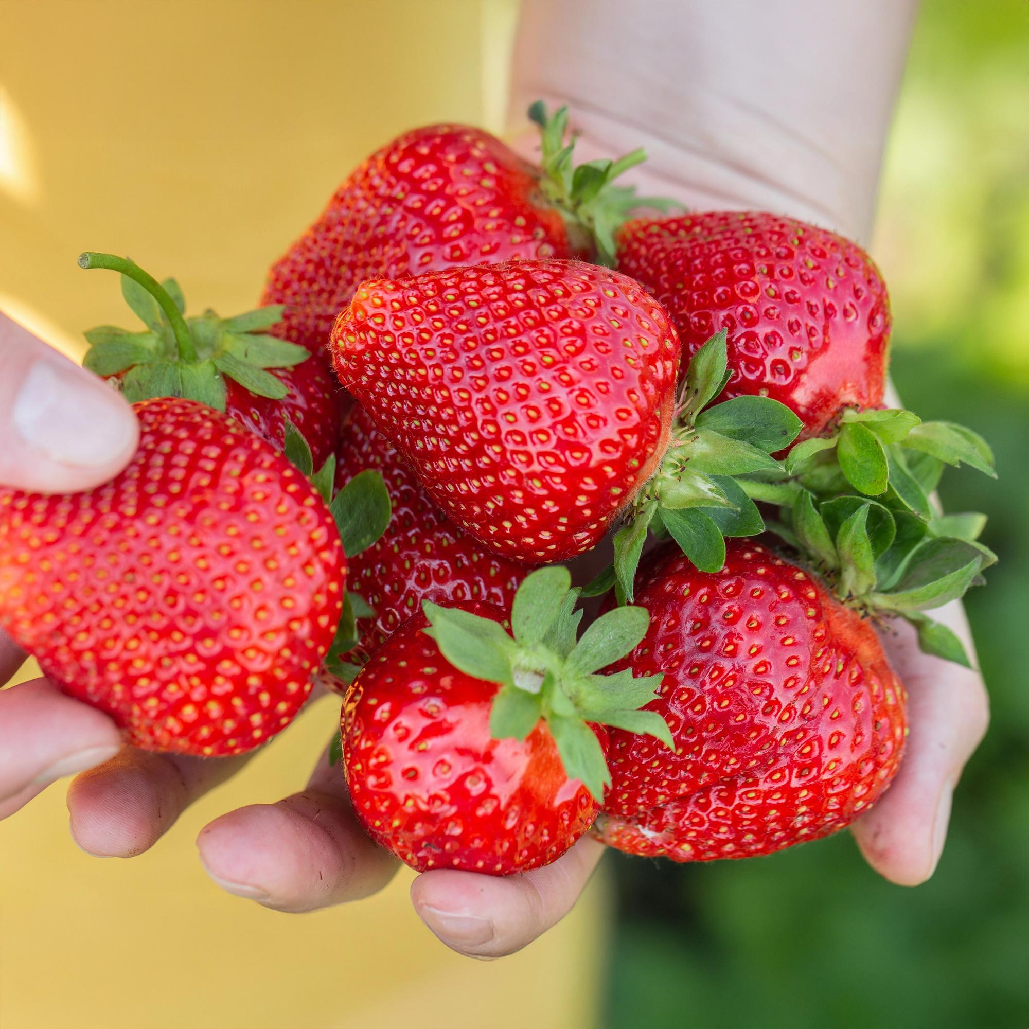 Aardbei - Fragaria Maxim - Winterhard - 3 Planten - Pot 9 cm - Rode Aardbei