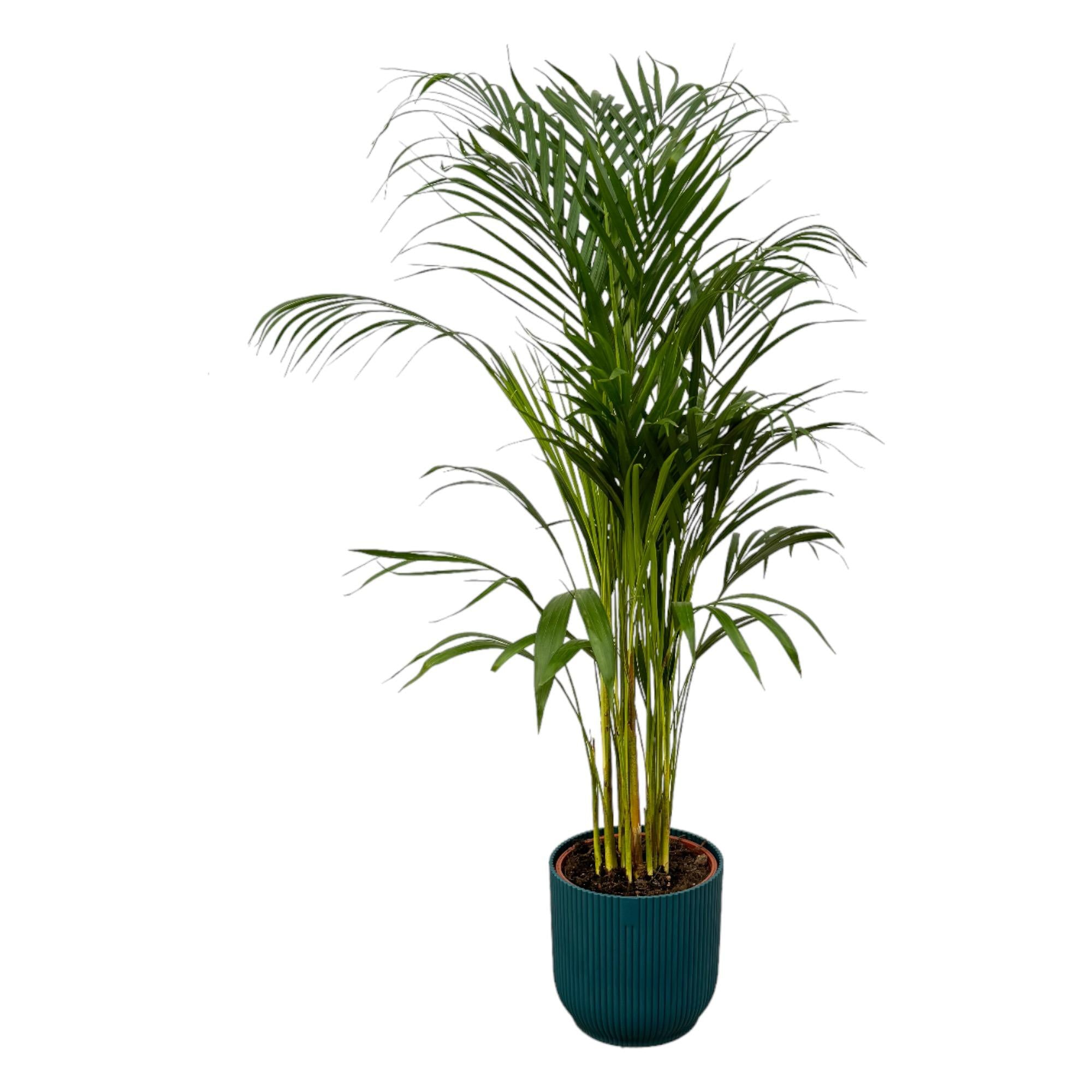 Areca-Palme - ↨110 cm - Ø21 cm inklusive elho Vibes Fold Round blau D22xH20
