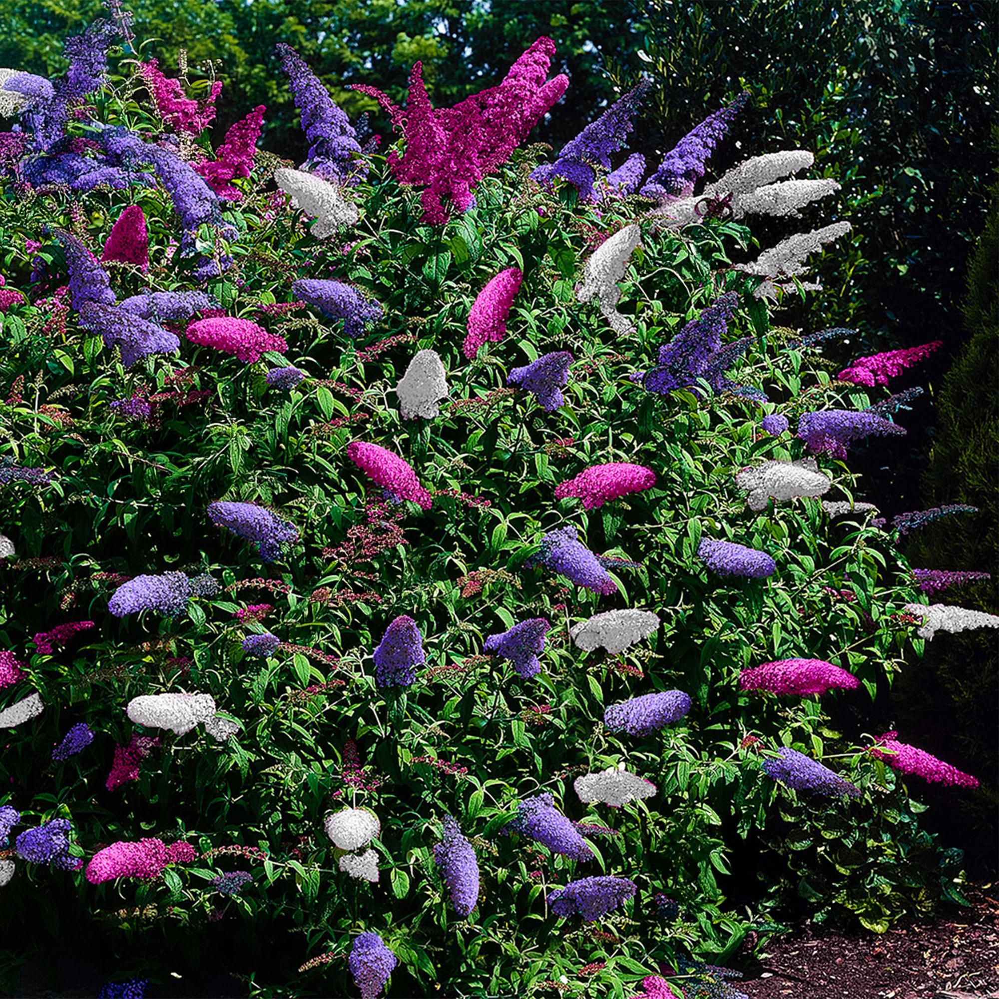 Vlinderstruik - Buddleja davidii Tricolour - Bloem Roze , Wit en Paars - 3 Planten - 1m2 - Bladverliezend - Vlinderlokkend -  Pot 17cm Hoogte 30cm