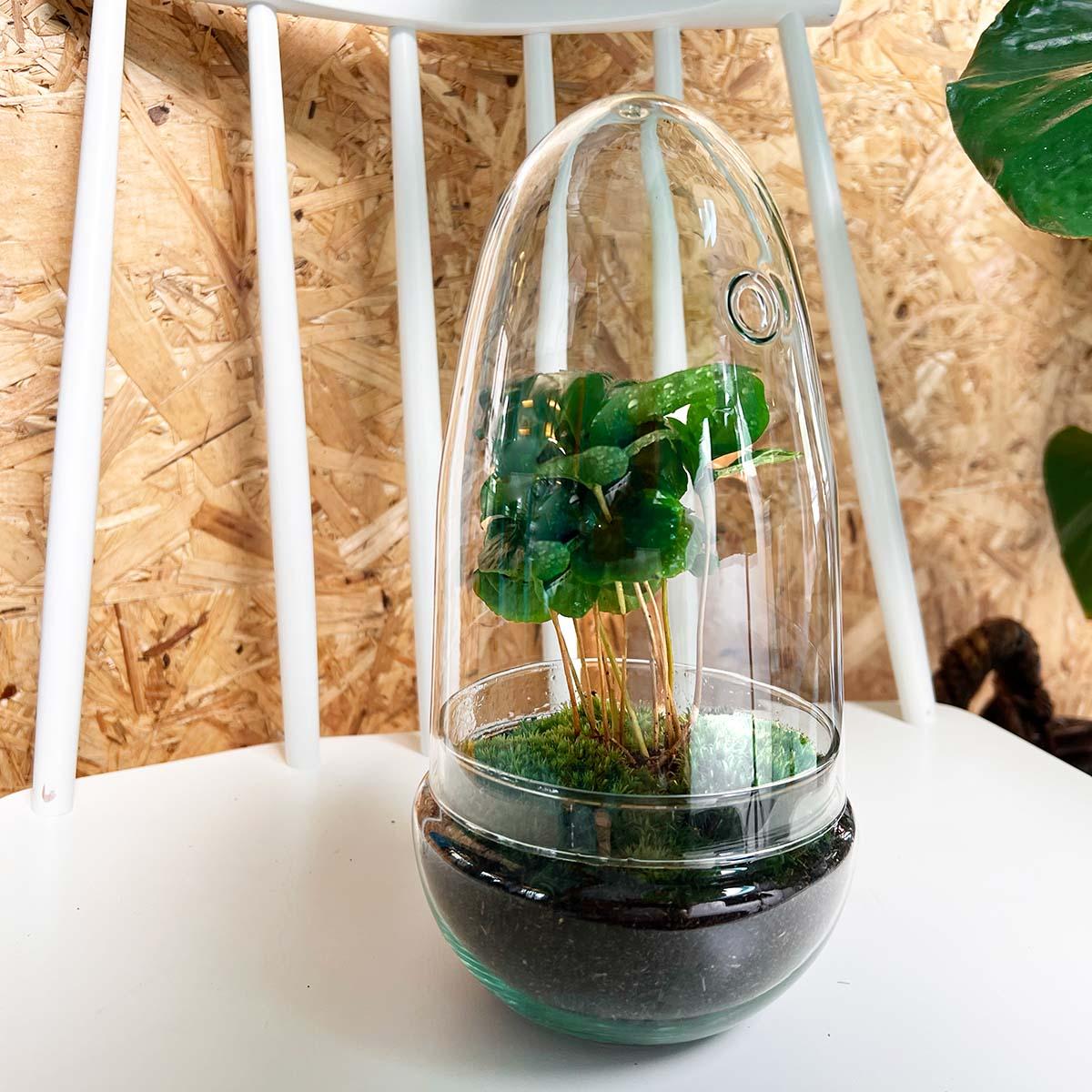 DIY-Terrarium – Eierkaffee (Coffea Arabica) – ↕ 25 cm