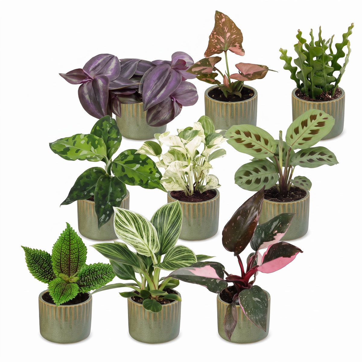 Baby Plants Surprise Box 9x - Verrassingsbox kleine planten - Diversen - Tropisch - incl. Linnea Olive - Ø6cm - ↕5-15cm