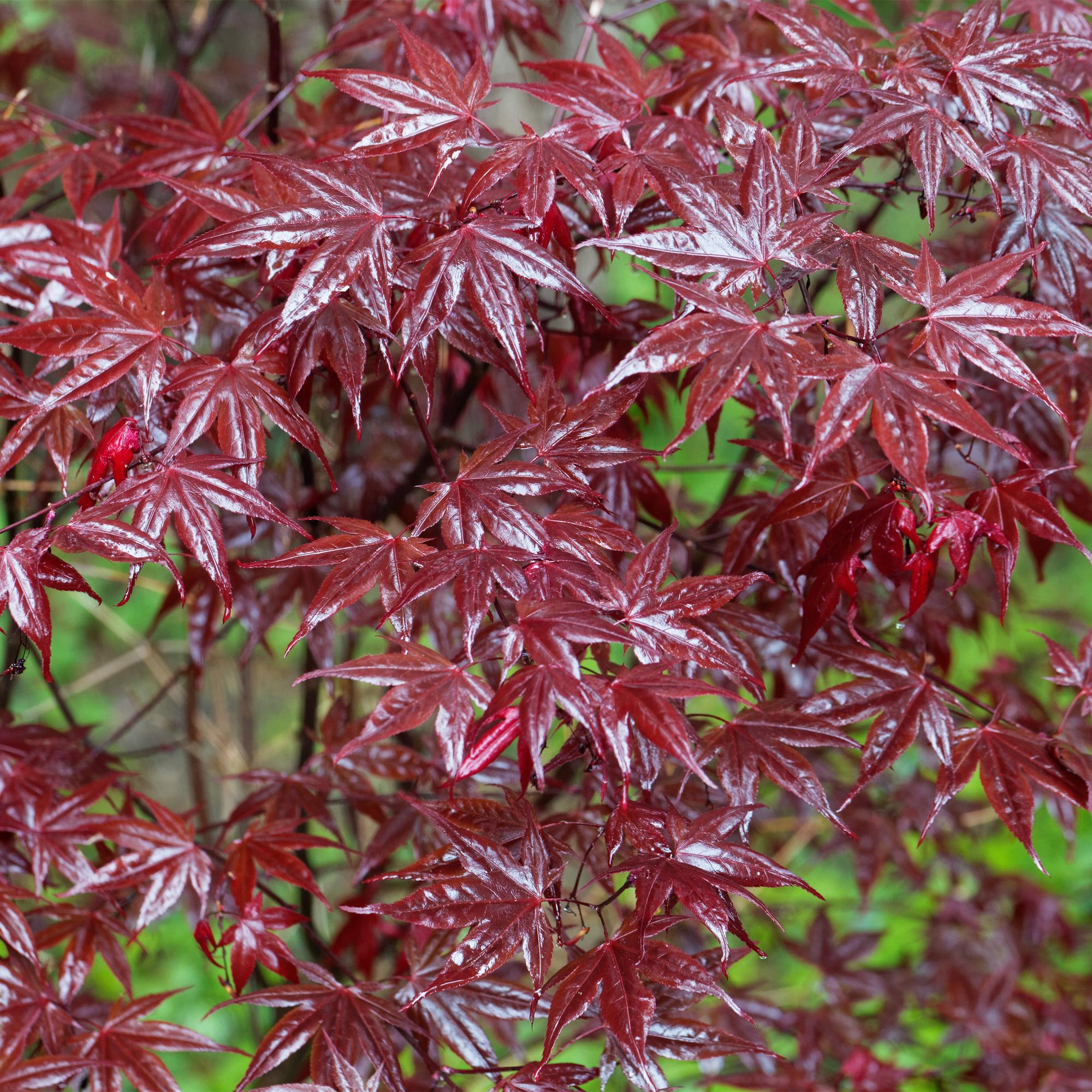 Acer palmatum Bloodgood - Japanse Esdoorn - Bladverliezend - Rood - 1 - Pot 26cm - Hoogte 90cm