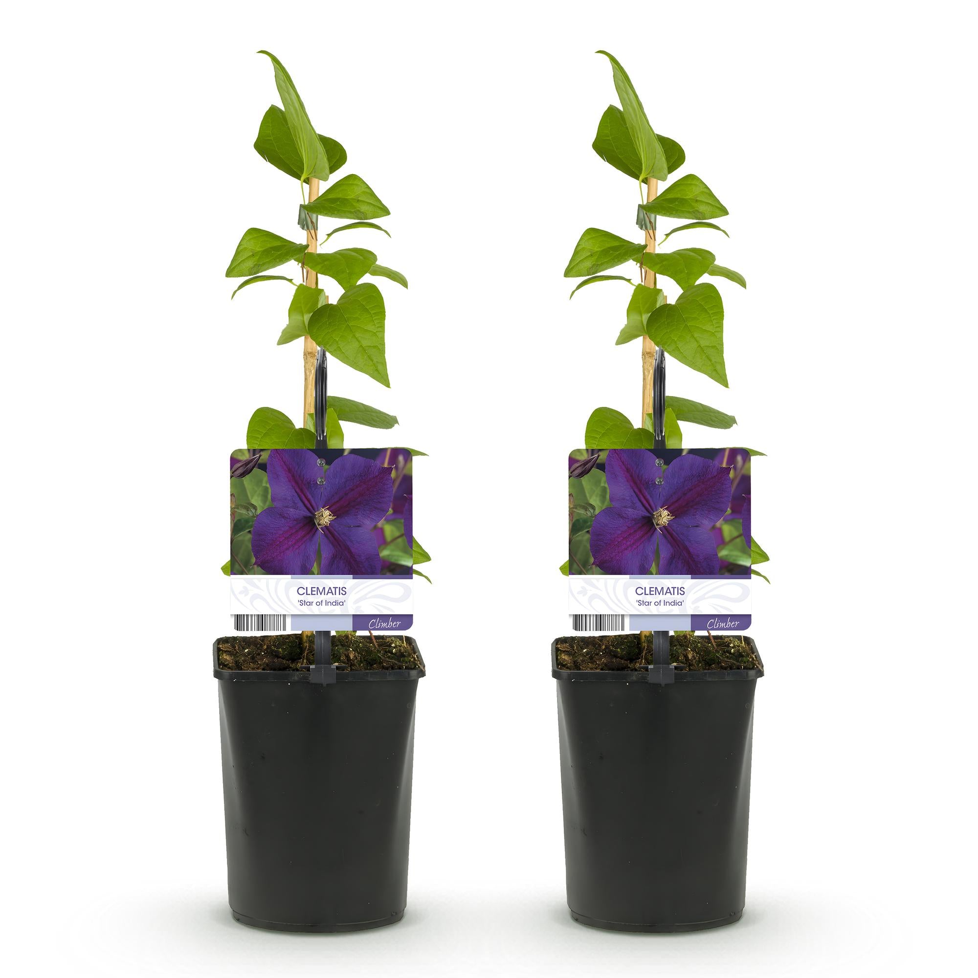 Green boutiQ – Kletterpflanze – Clematis 'Star of India' – Blüte: Rosa – Pflegeleicht – 2 Pflanzen – Topf: 11 cm, Höhe: 40 cm