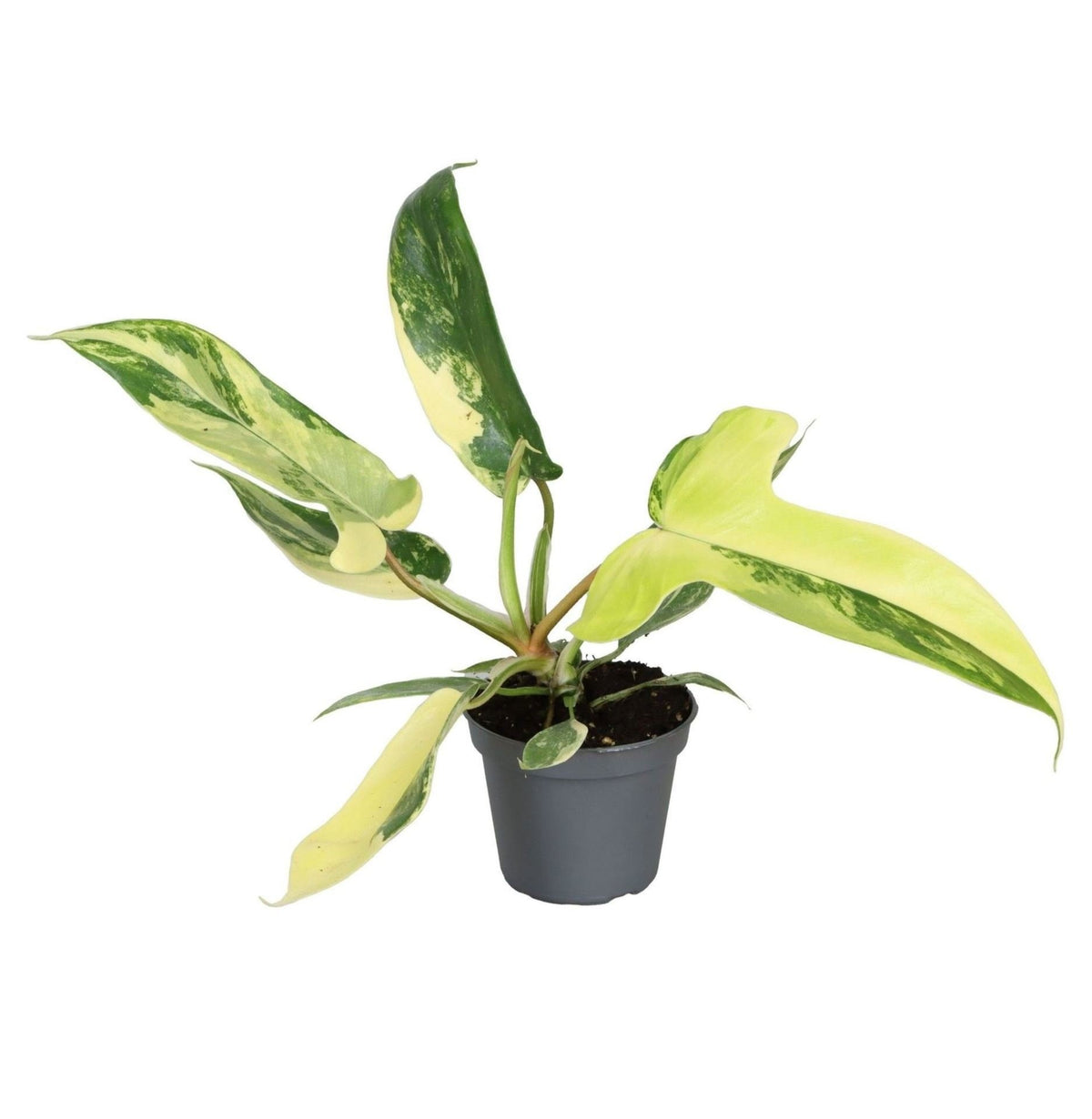 Philodendron Florida Beauty - Groen - Geel - Tropisch - Ø6cm - ↕13cm
