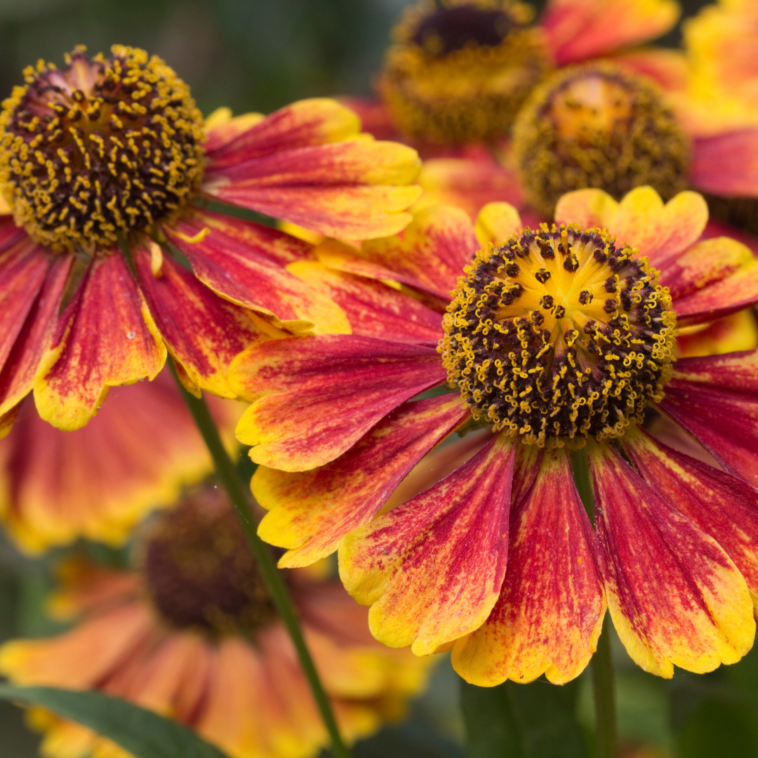 12x Helenium 'Moerheim Beauty' - ↕10-25cm - Ø9cm