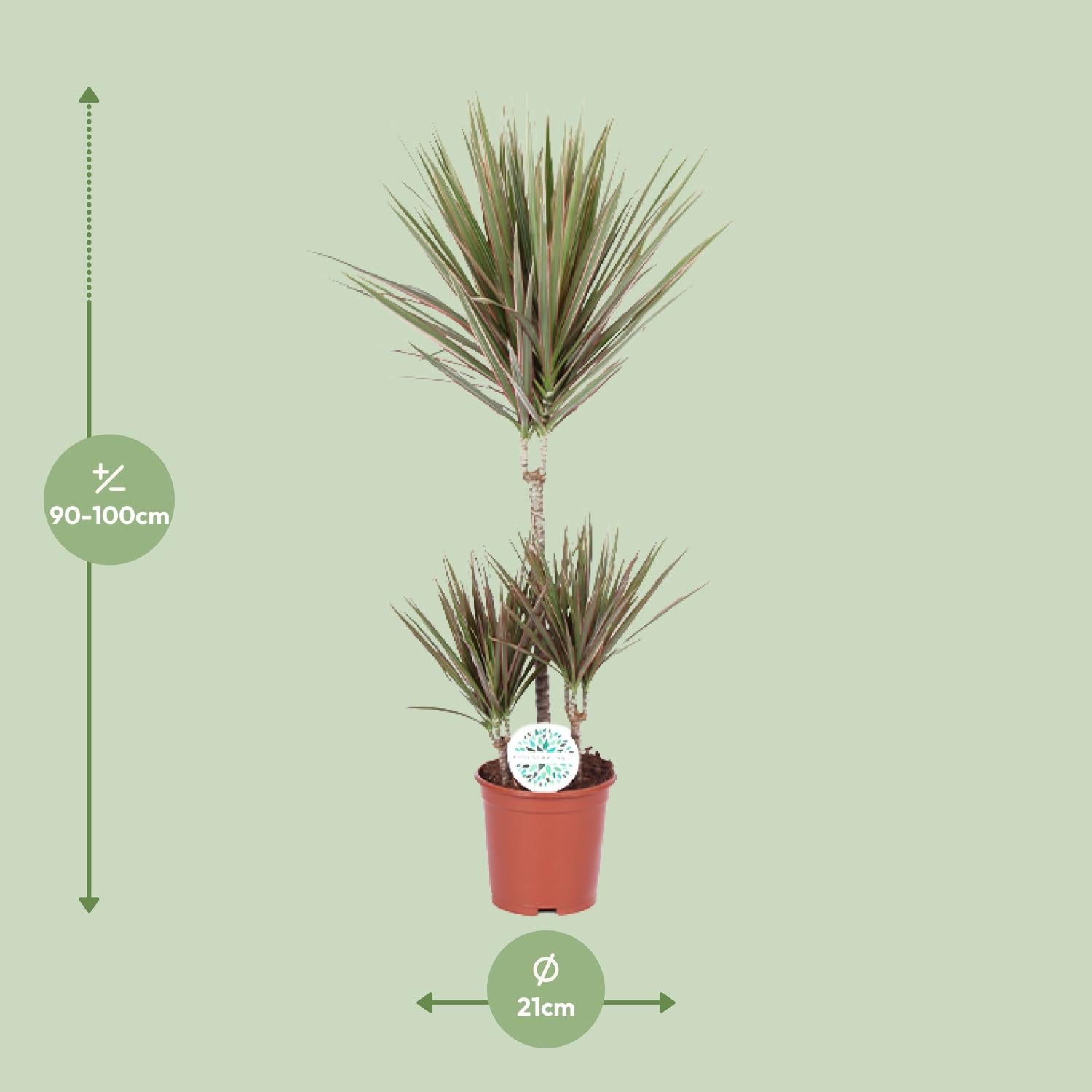 Zweifarbige Dracaena - Ø 21 cm - ↕ 95 cm