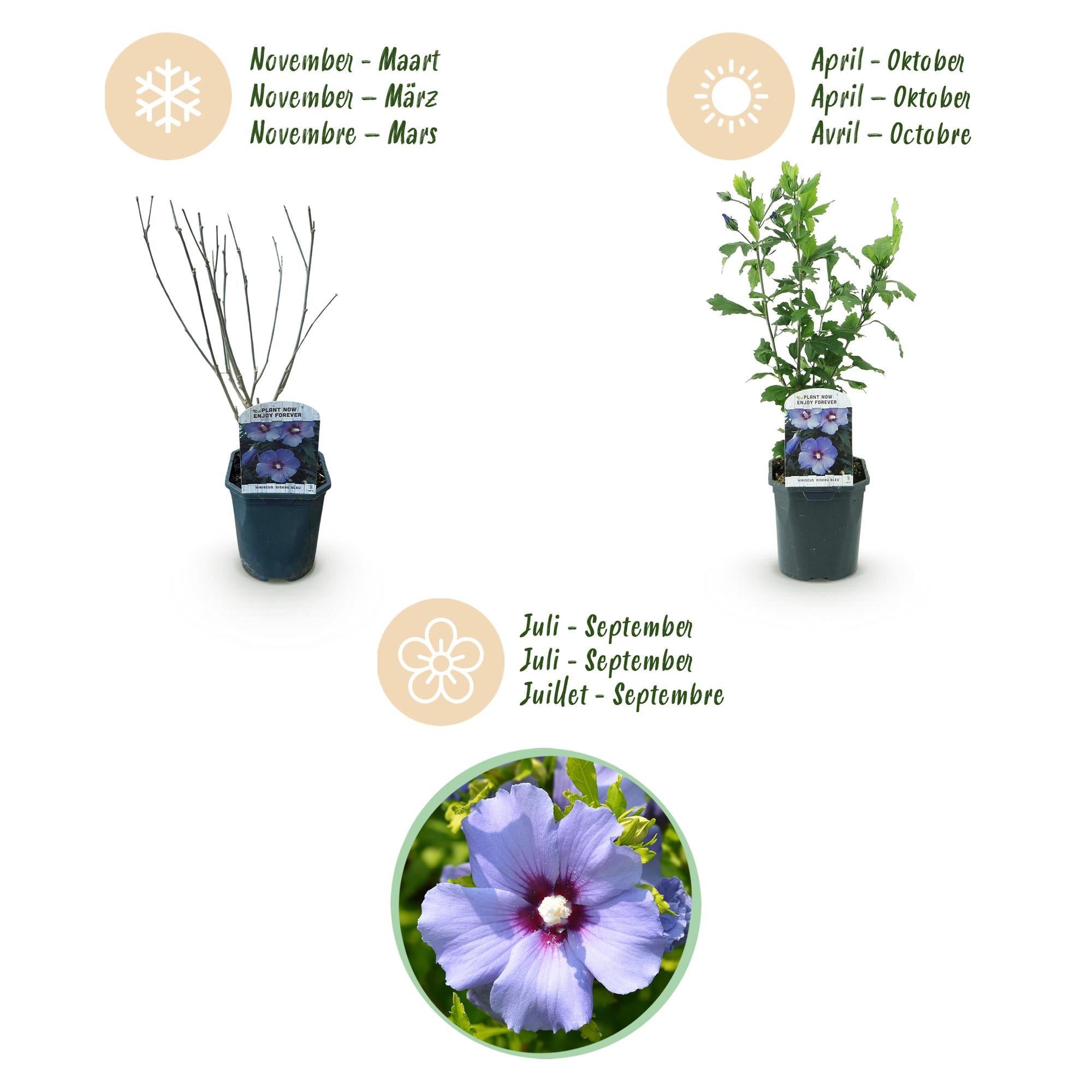 Hibiscus syriacus Oiseau Blue - Tuin Hibiscus - Winterhard - Blauw - 3 Planten - Pot 17cm - Hoogte 45cm