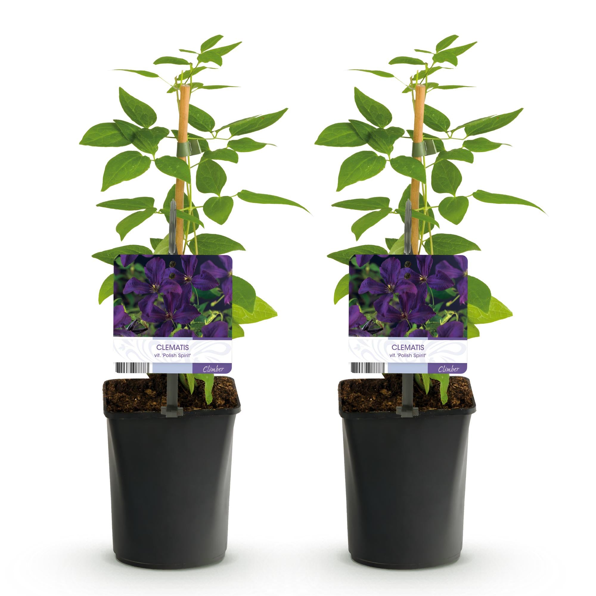 Green boutiQ – Kletterpflanze – Clematis vit. Polish Spirit – Rosa Blüte – Pflegeleicht – 2 Pflanzen – Topf 11 cm, Höhe 40 cm