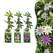 Passiflora Tricolour - Driekleurige passiebloem 9x - Wit - Paars - Roze - Klimplant - Ø9cm - ↕35cm