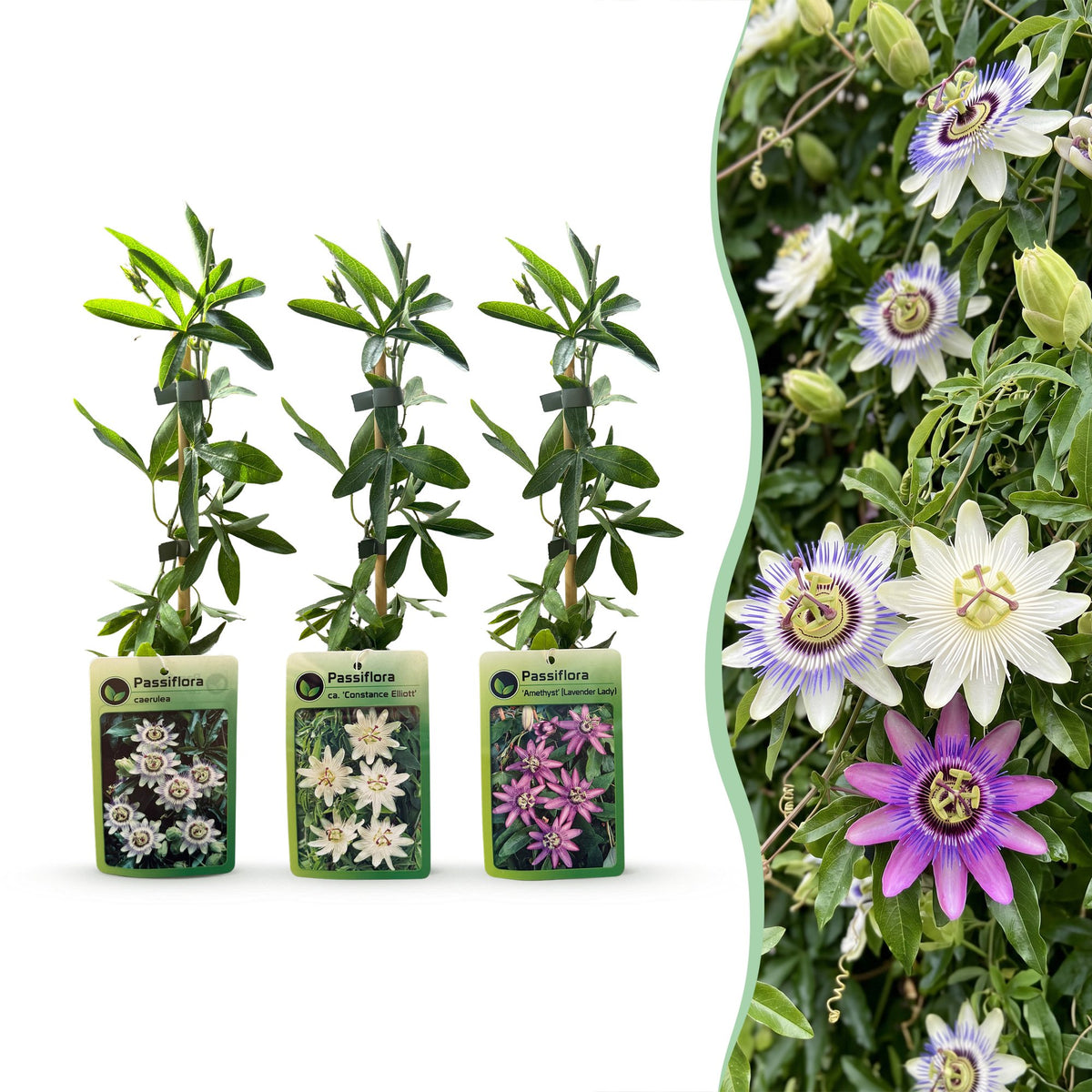 Passiflora Tricolour - Driekleurige passiebloem 9x - Wit - Paars - Roze - Klimplant - Ø9cm - ↕35cm