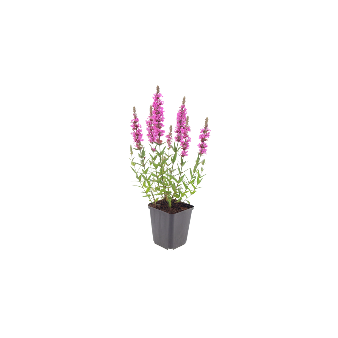 6x Lythrum salicaria - ↕10-25cm - Ø9cm