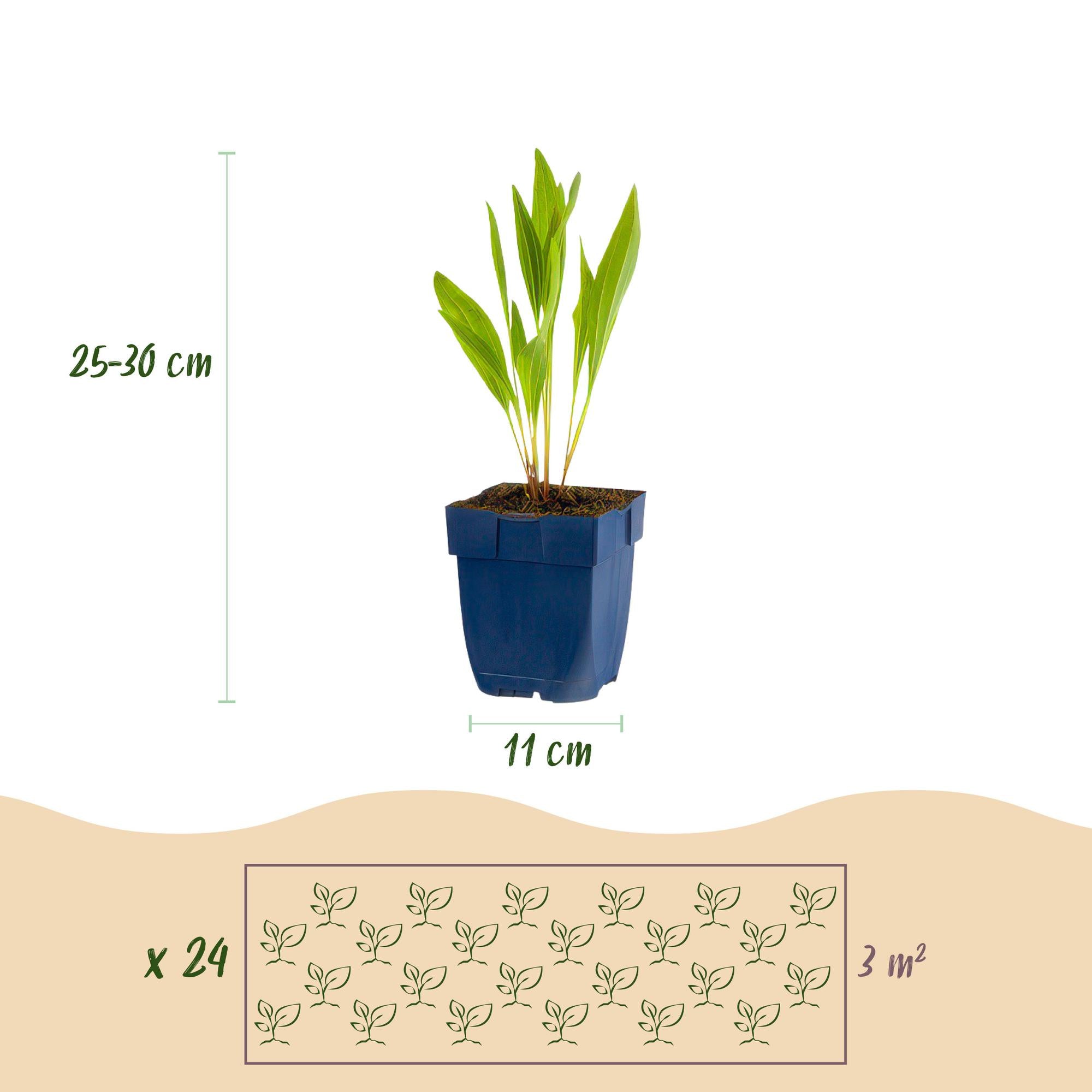 Green boutiQ - Pacchetto bordura - Attrattivo per api e farfalle - 24 piante perenni - 3 m² - Vari colori - Bassa manutenzione - Vaso da 11 cm
