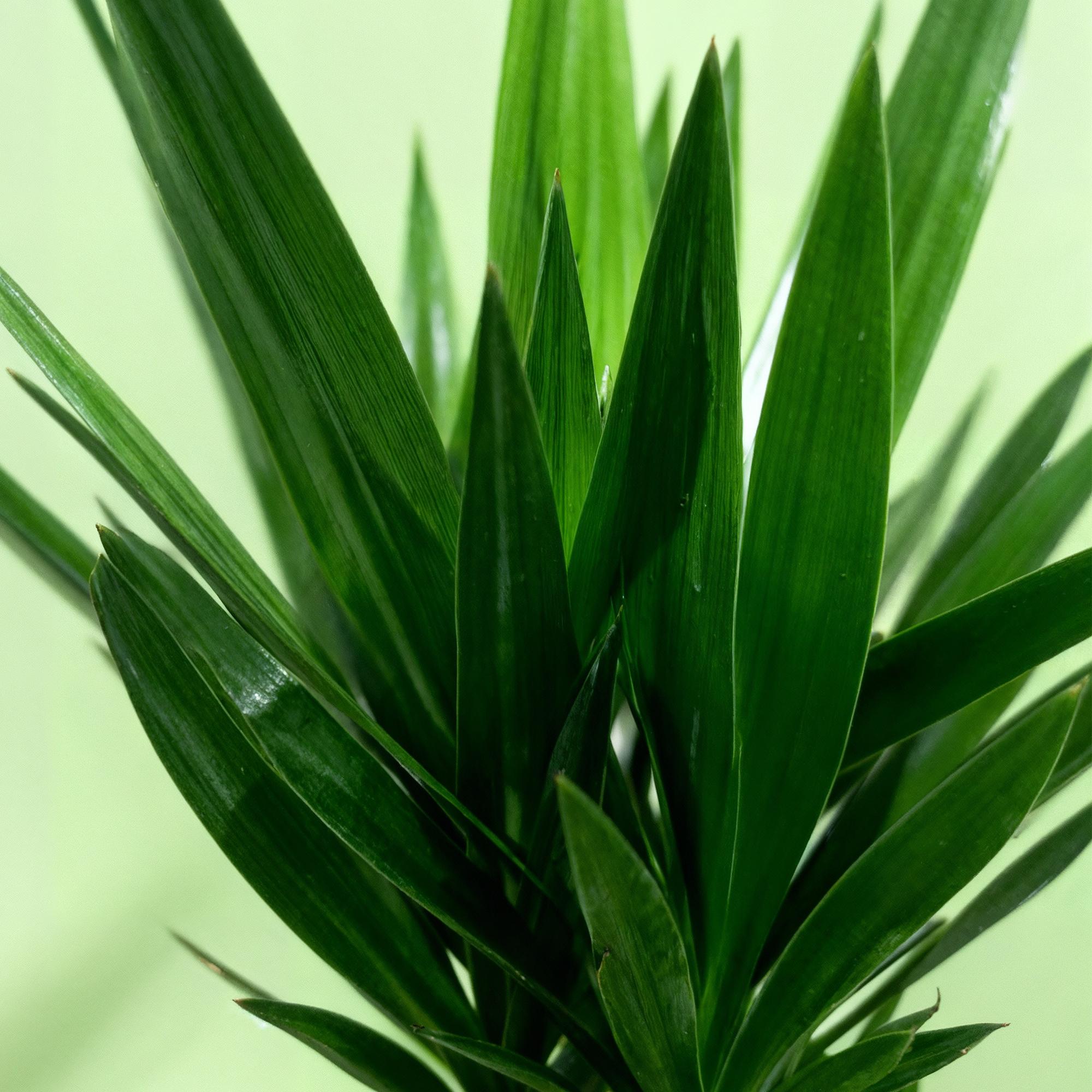 Yucca elephantipes - Weinig onderhoud - Groen - 1 - Pot 27cm - Hoogte 170cm
