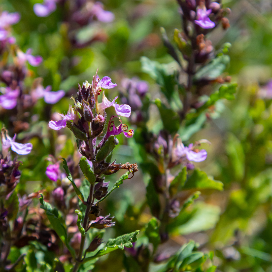 48x Teucrium lucidrys - ↕10-25cm - Ø9cm