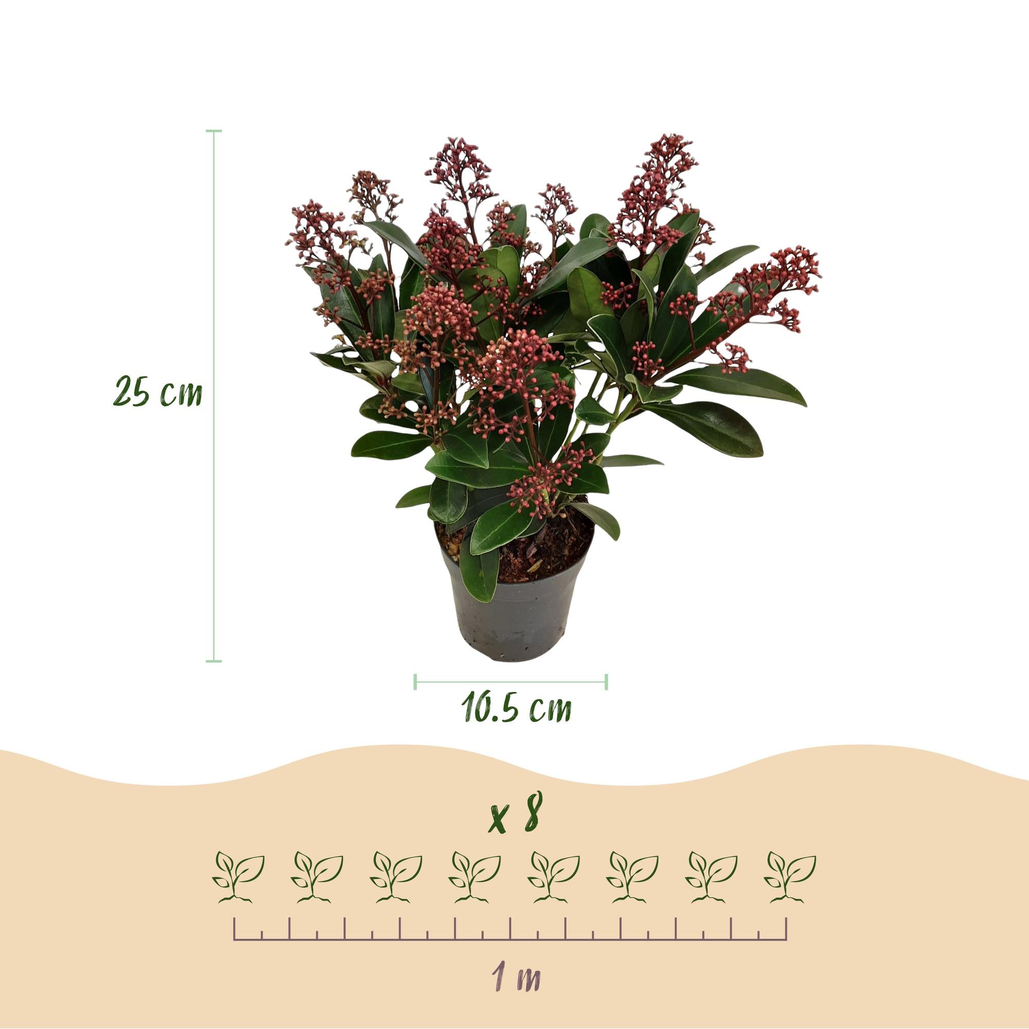 Skimmia japonica Rubella - Bloem Rood - 10+ Bloemen - 3 Planten - Winterhard - Pot 10,5cm Hoogte 25cm