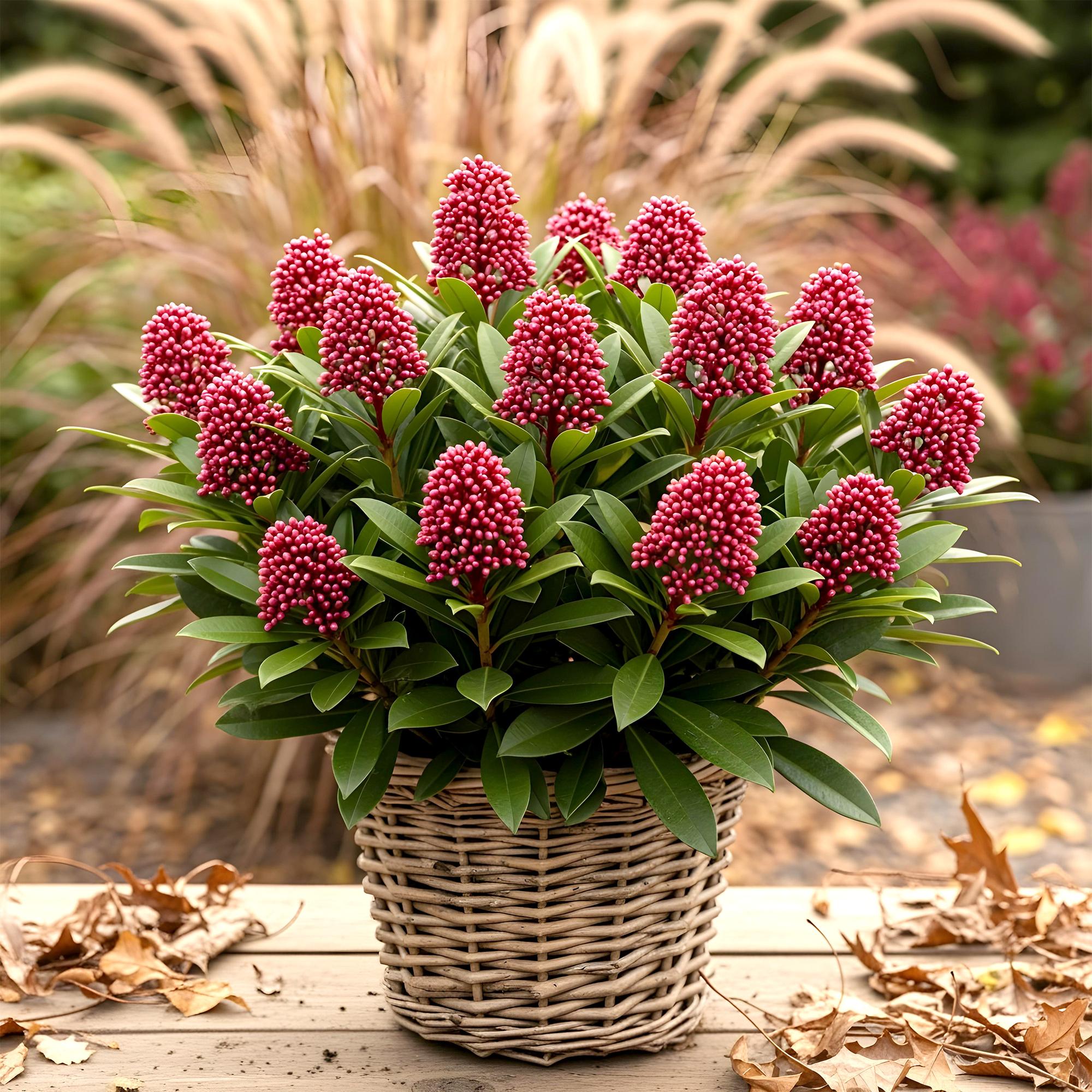 Skimmia japonica Rubella - Bloem Rood - 10+ Bloemen - 2 Planten - Winterhard - Pot 10,5cm Hoogte 25cm