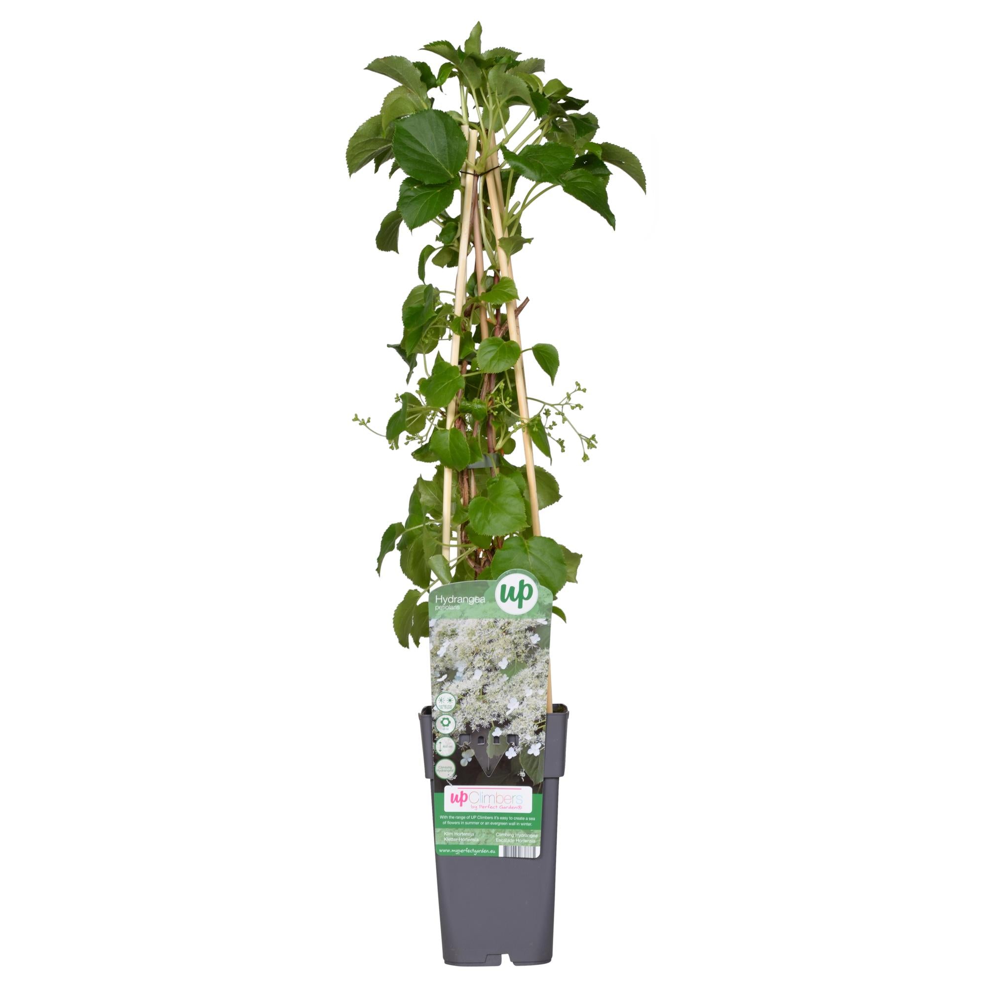 Hydrangea petiolaris - Climbing hydrangea - Ø15cm - ↕65cm