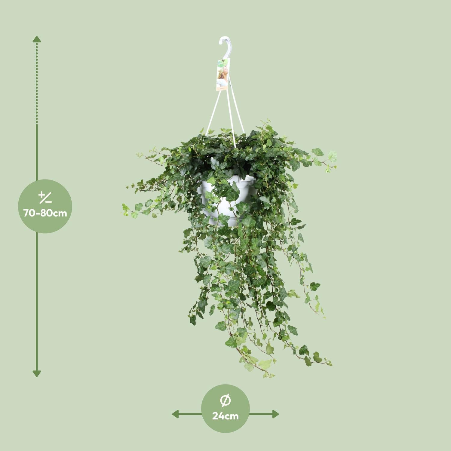 Hedera Wonder Verde - Ø24cm - ↕70cm - Ø24 - ↨70cm