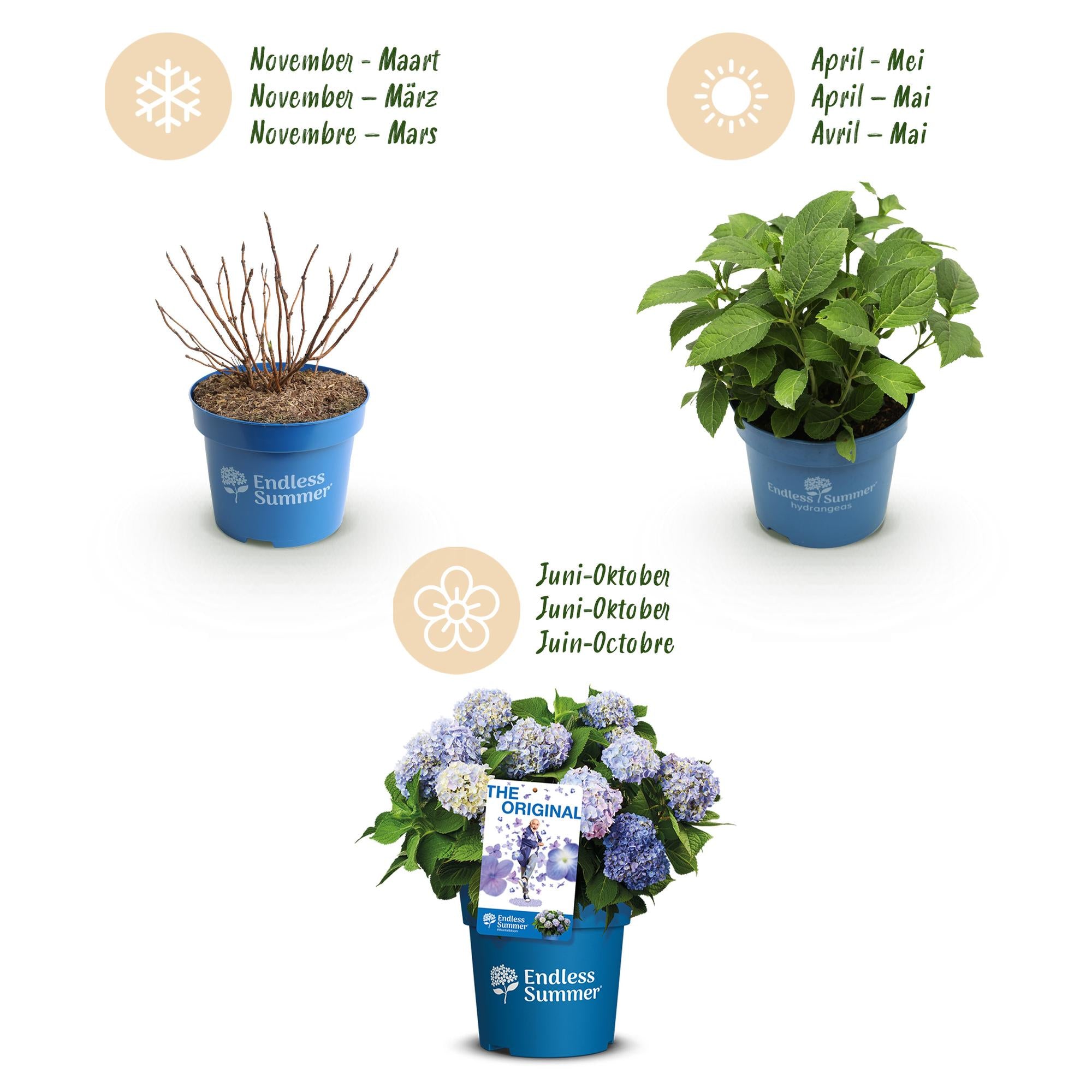 Hydrangea Endles Summer The Orginal Blue - Hortensia - Winterhard - Blauw - 8 Planten - Pot 14cm - Hoogte 20-25cm