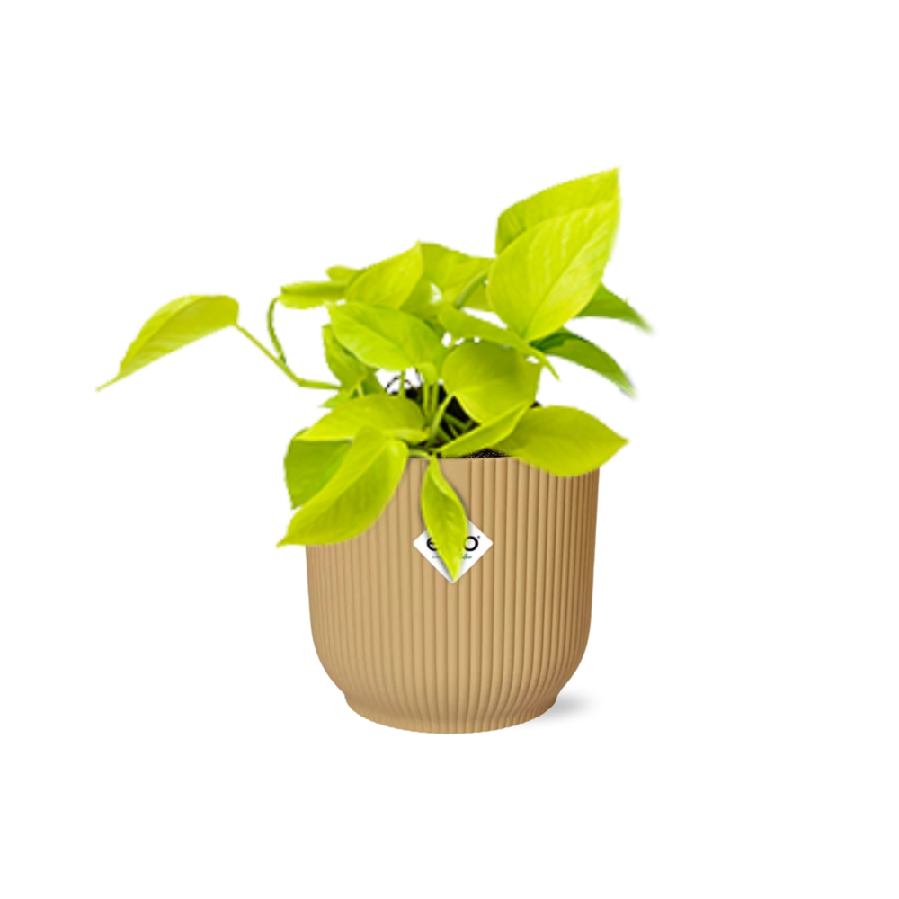 Epipremnum Pinnatum 'Golden Pothos' en pot ELHO Vibes Fold 14 cm jaune