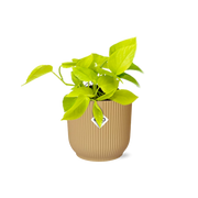 Epipremnum Pinnatum 'Golden Pothos' en pot ELHO Vibes Fold 14 cm jaune