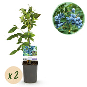Bosbes -  Vaccinium corymbosum Goldtraube -  Blauwe bes - Doornloos - 2 planten -  Pot 11cm Hoogte 40cm