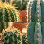 Mini Cactus Set - 18 Stuks - Ø 5.5 cm - Hoogte: 5-10 cm
