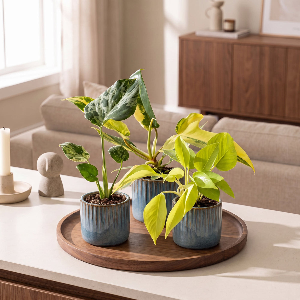 Baby Planten Tropical Mix - Diversen 3x - Tropisch - incl. Linnea Misty Blue - Ø6cm - ↕10-15cm