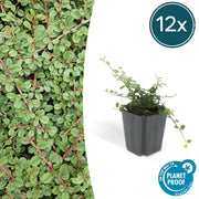 12x Cotoneaster pr. 'Queen of Carpets' - ↕10-25cm - Ø9cm