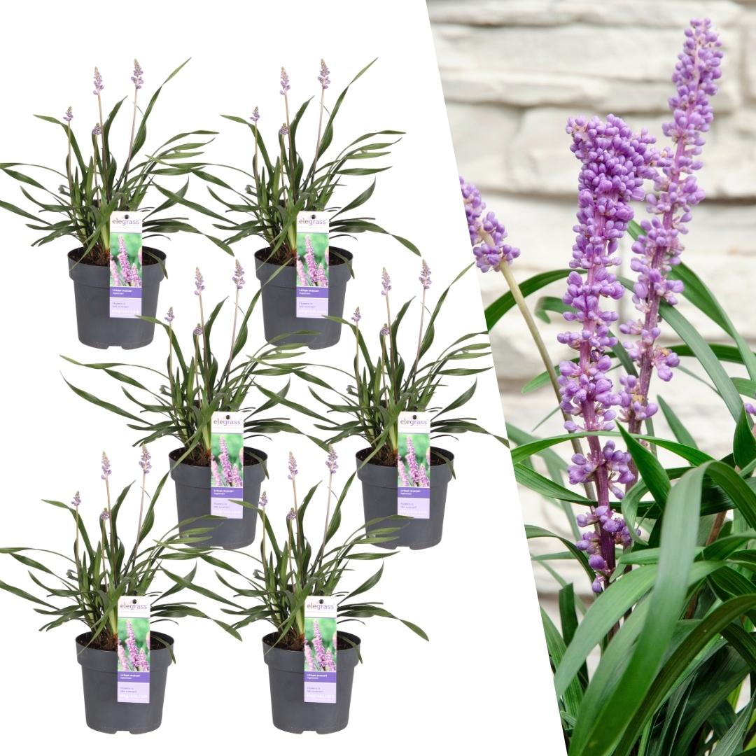 Liriope muscari 'Ingwersen' - 6x - Ø 14 cm - ↨ 25 cm