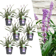 Liriope muscari 'Ingwersen' - 6x - Ø 14 cm - ↨ 25 cm