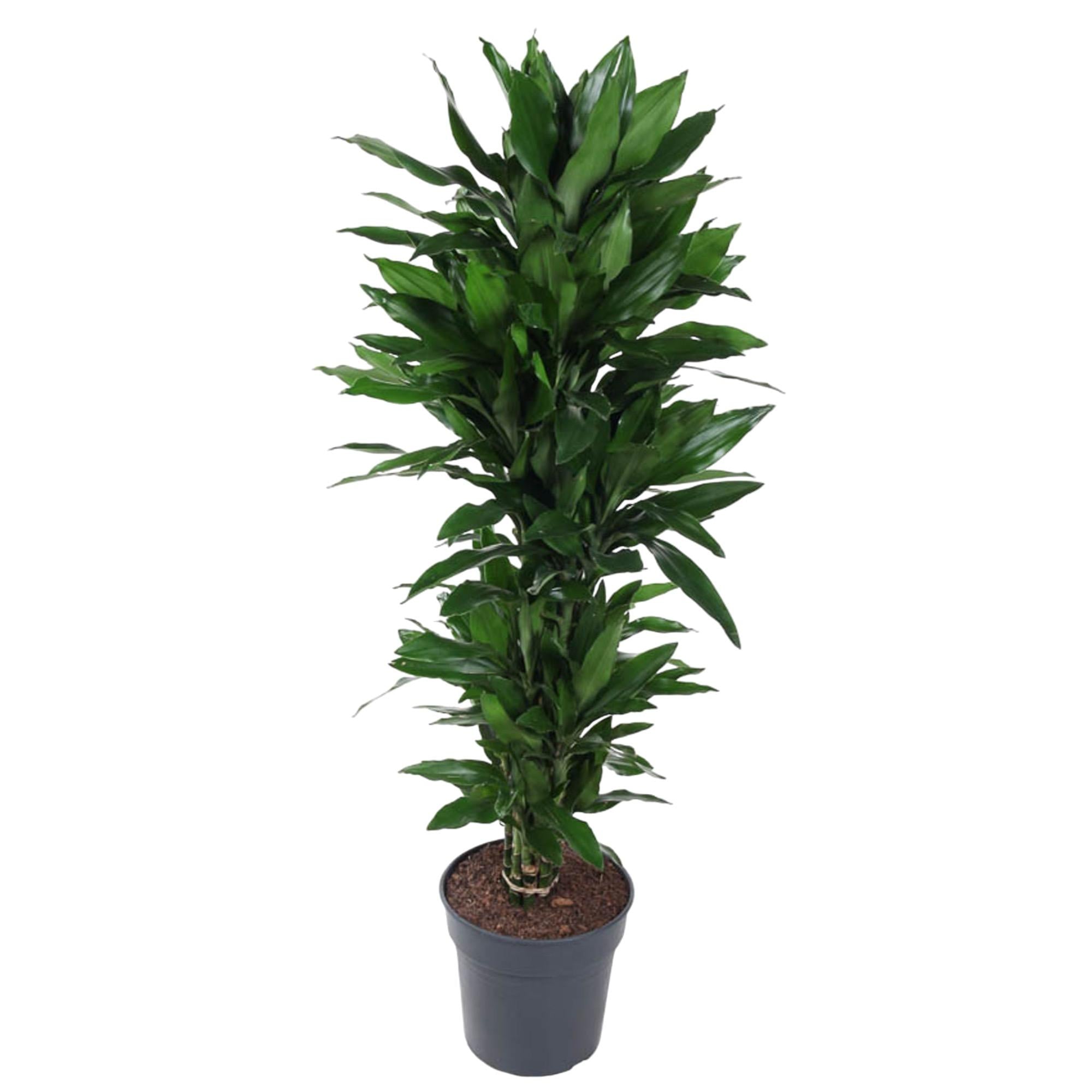 Dracaena Janet Lind verzweigt - 120 cm - ø27