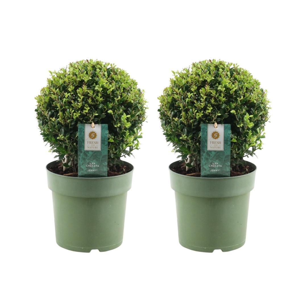 2x bulbo di Ilex crenata 'Jenny' | set da 2 pezzi | diametro 20 cm