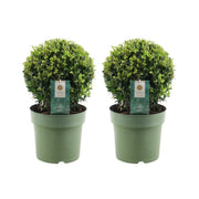 2x bulbo di Ilex crenata 'Jenny' | set da 2 pezzi | diametro 20 cm