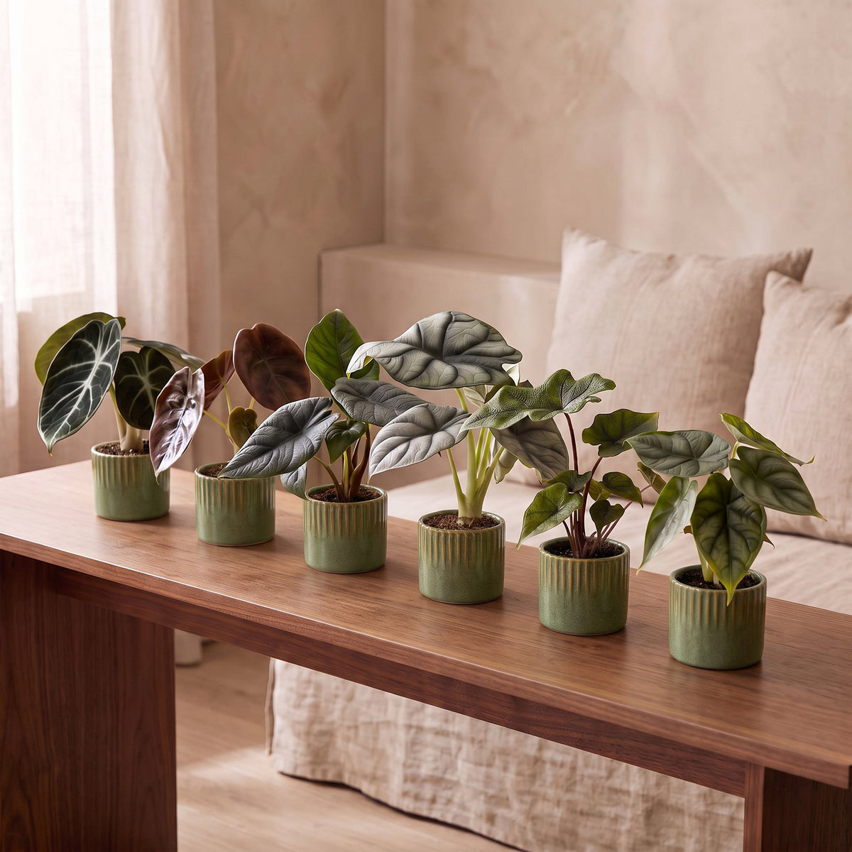 Baby Alocasia Familie 6x- Rood - Groen - Zwart - Zilver - Grijs - Tropisch - incl. Linnea Olive - Ø6cm - ↕12cm