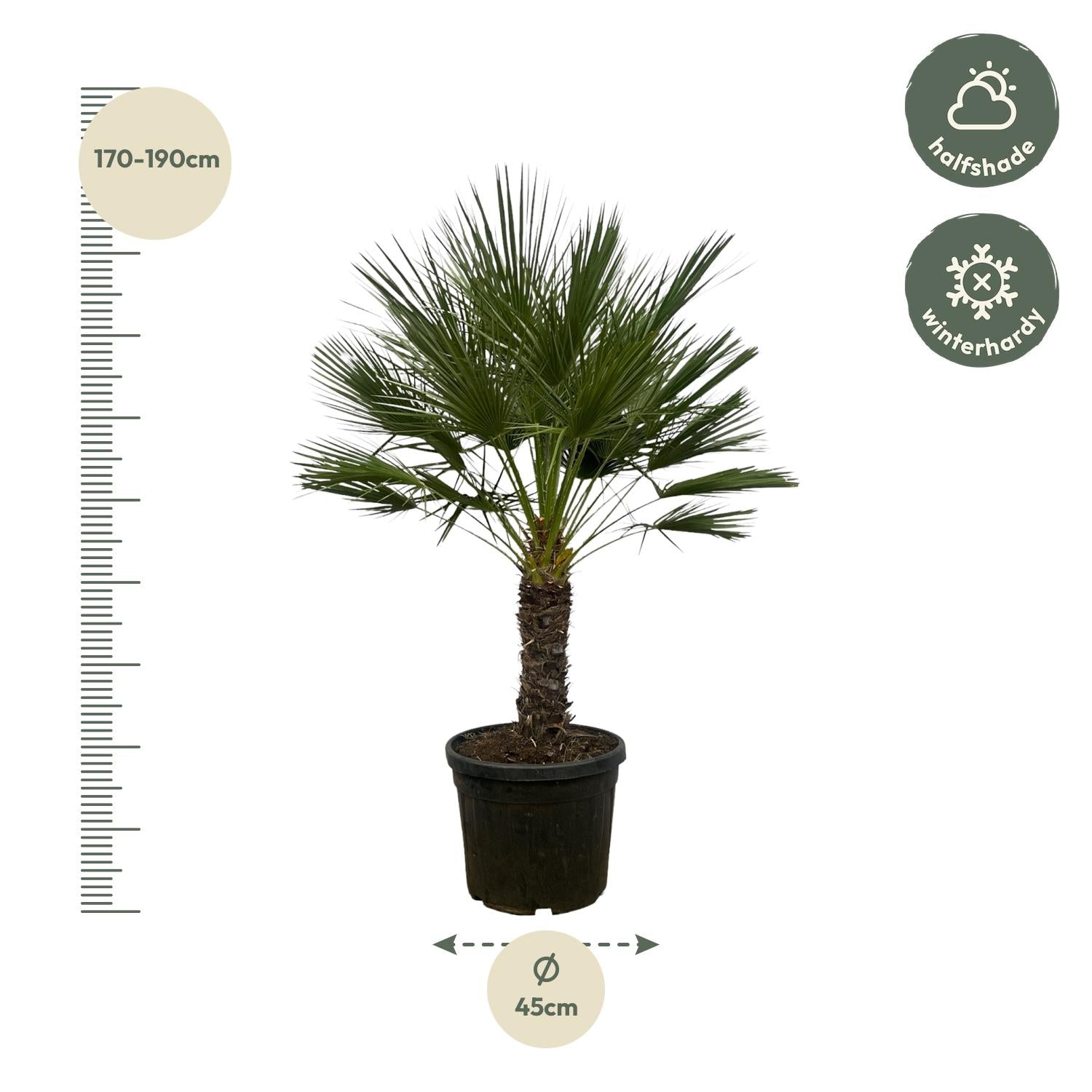Chamaerops Humilis am Stiel – 150 cm – Ø45 cm