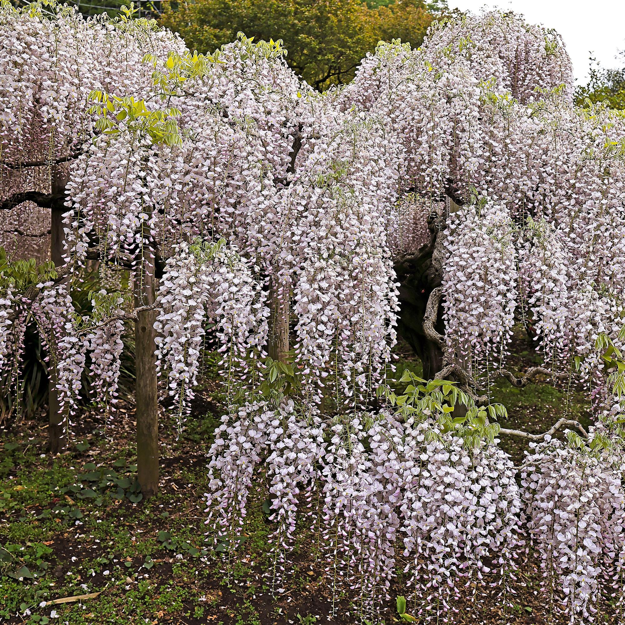 Green boutiQ – Wisteria floribunda Rosea – Rosa Blüte – 1 Pflanze – Topf 11 cm, Höhe 40 cm