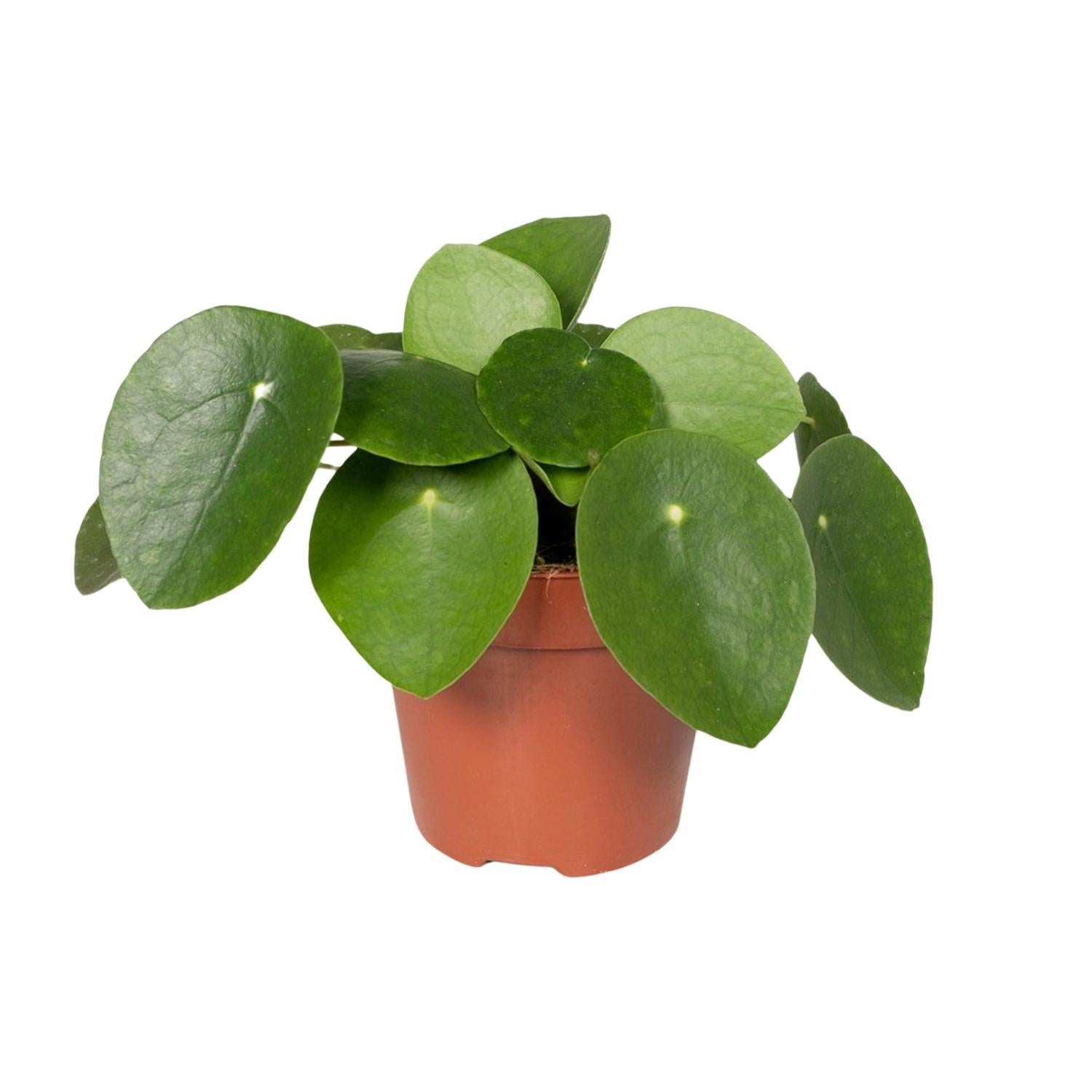 Pilea Peperomiodes - Plante crêpe - Ø12cm - ↕20cm