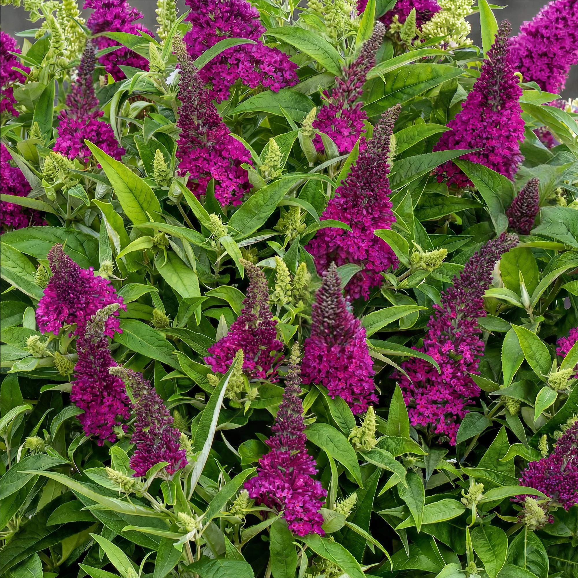 Buddleja davidii Butterfly Candy Little Ruby - Vlinderstruik - Compact - Rood - 1 Plant - Pot 12cm - Hoogte 20-25cm