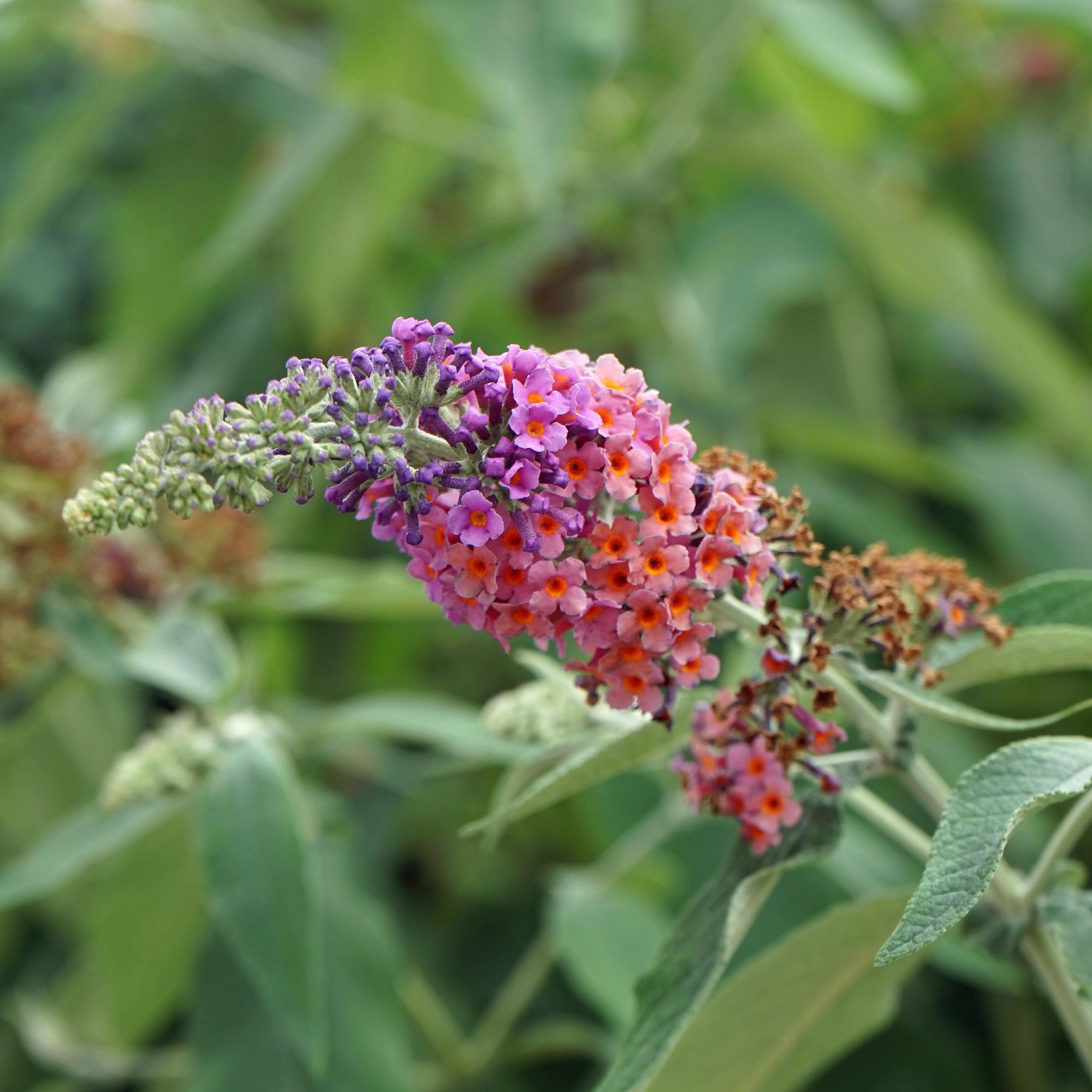 Vlinderstruik - Buddleja davidii Flower Power - Bloem Oranje Paars - 1 Plant - Bladverliezend - Vlinderlokkend -  Pot 17cm Hoogte 30cm
